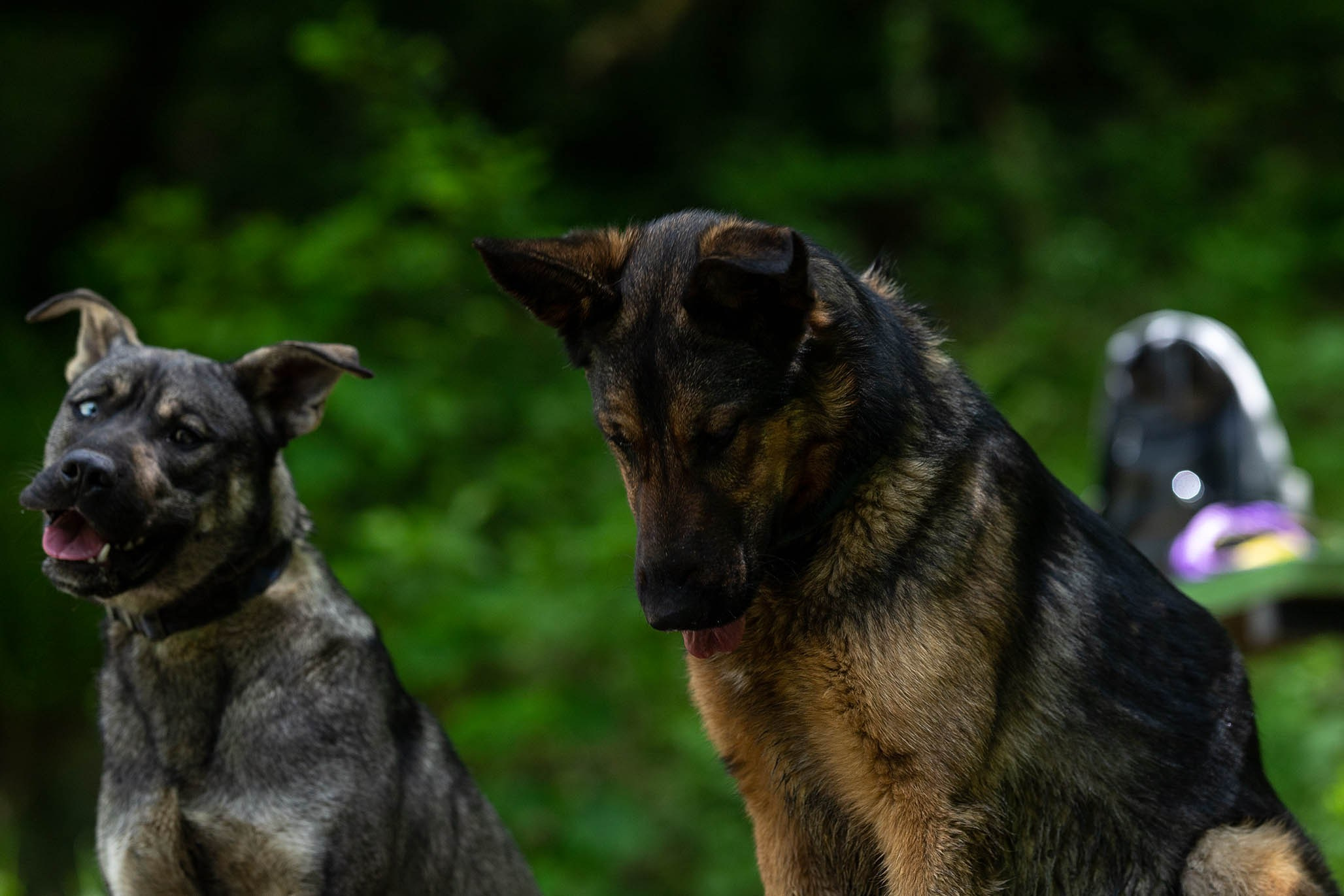 Кай и Герда. Ирина Голомб|Фотограф-анималист в  Сочи и Калининграде