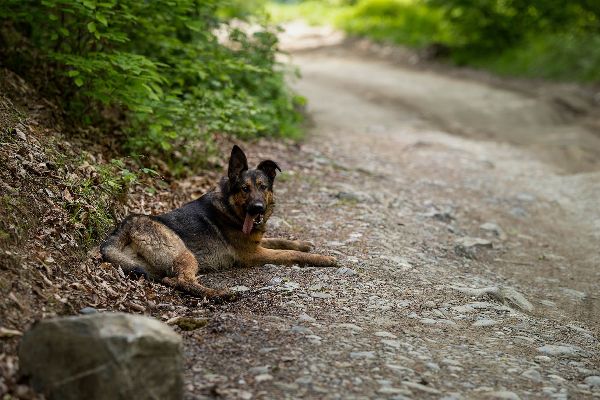 Кай и Герда. Ирина Голомб|Фотограф-анималист в  Сочи и Калининграде