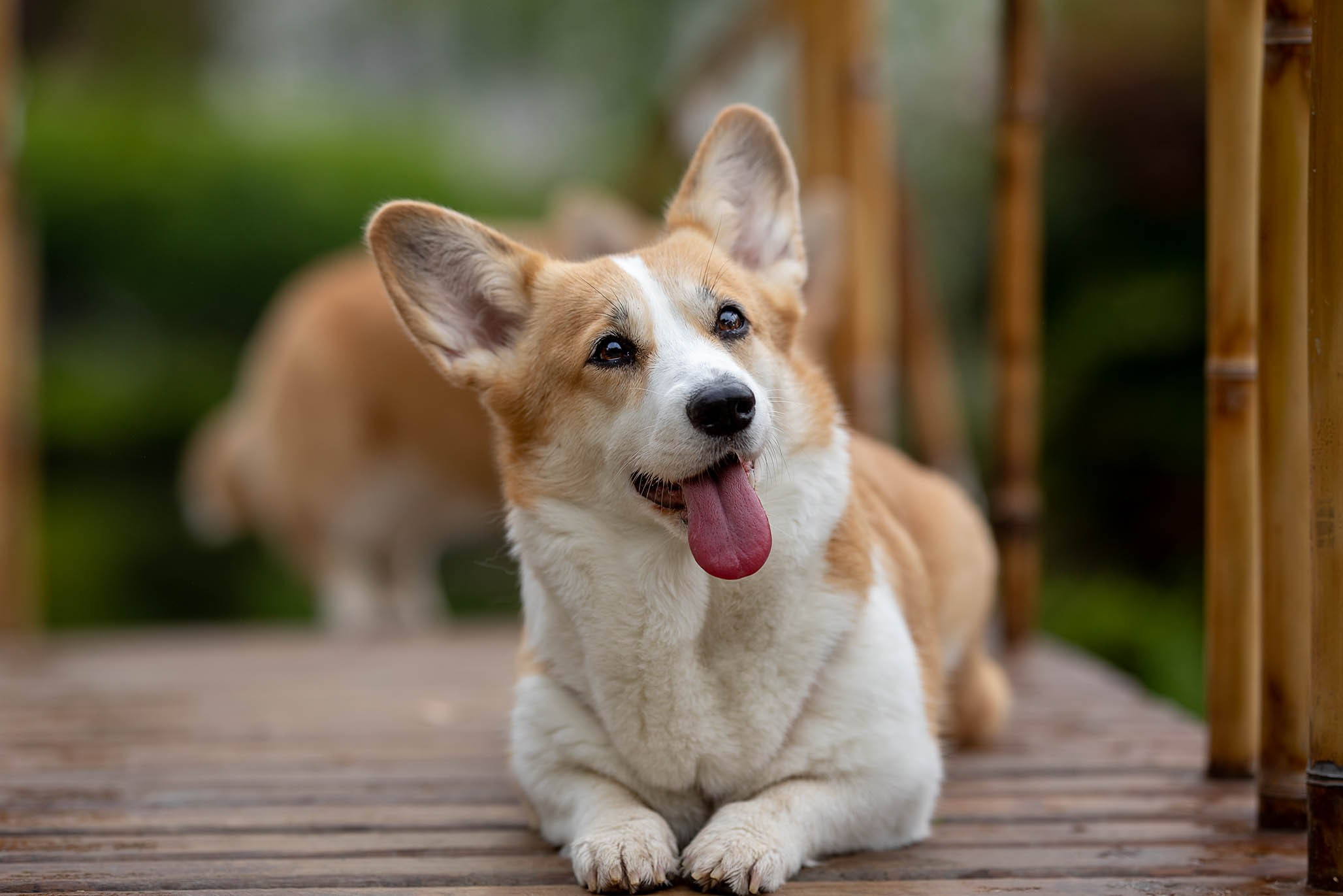Лиса и Деви, корги. Ирина Голомб|Фотограф-анималист в  Сочи и Калининграде