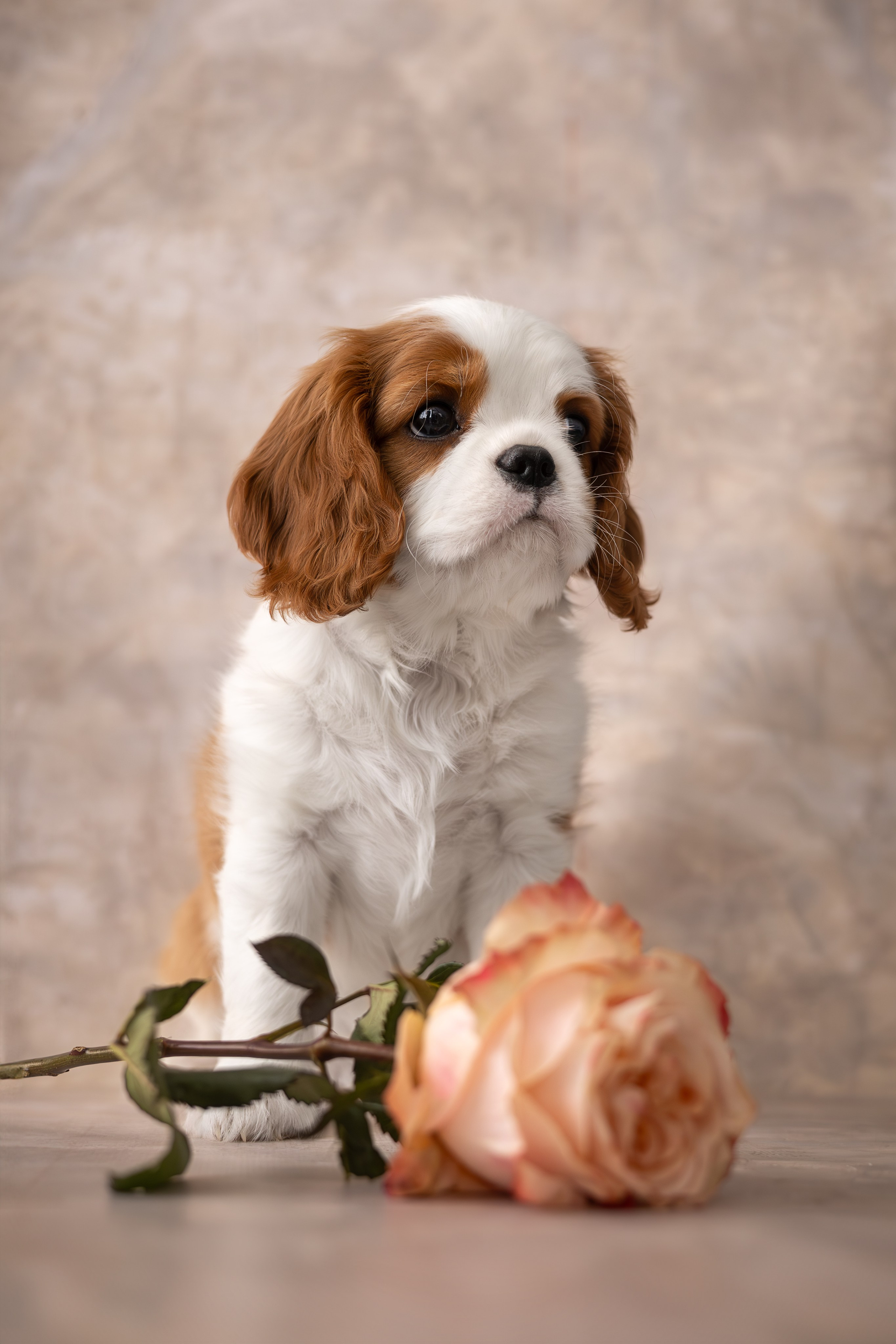 Детки кавалерчики. Ирина Голомб|Фотограф-анималист в  Сочи и Калининграде