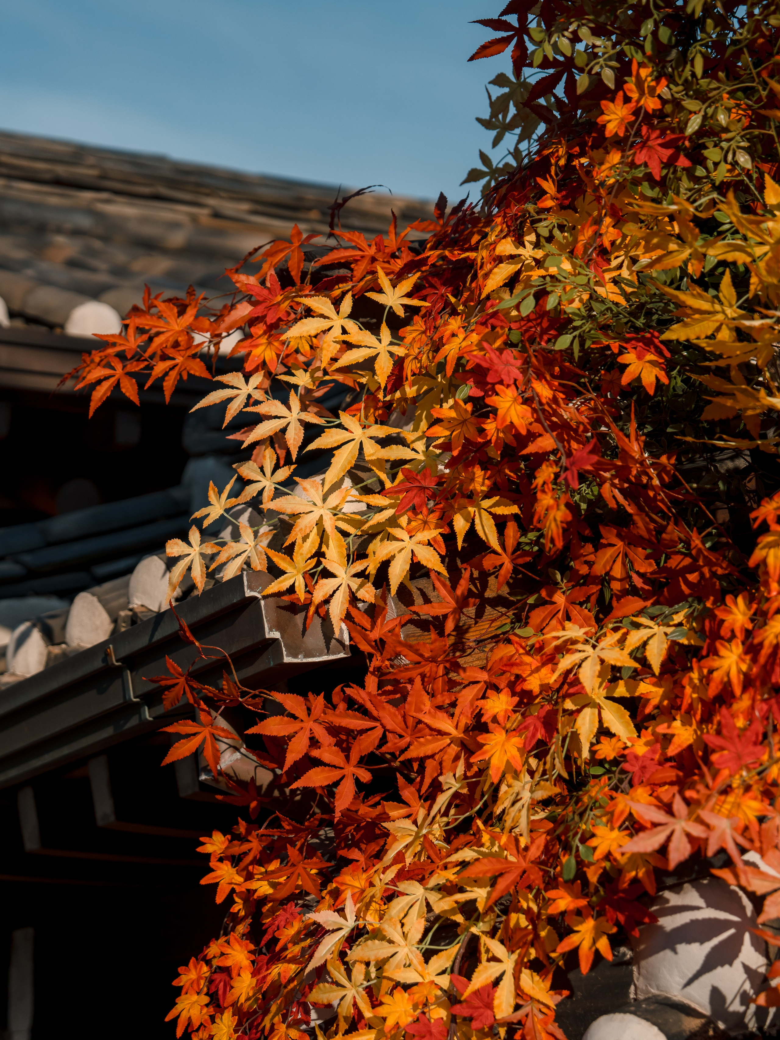 Street photography / Уличная фотография. @tomrus: Рустам Шагиморданов — фотограф