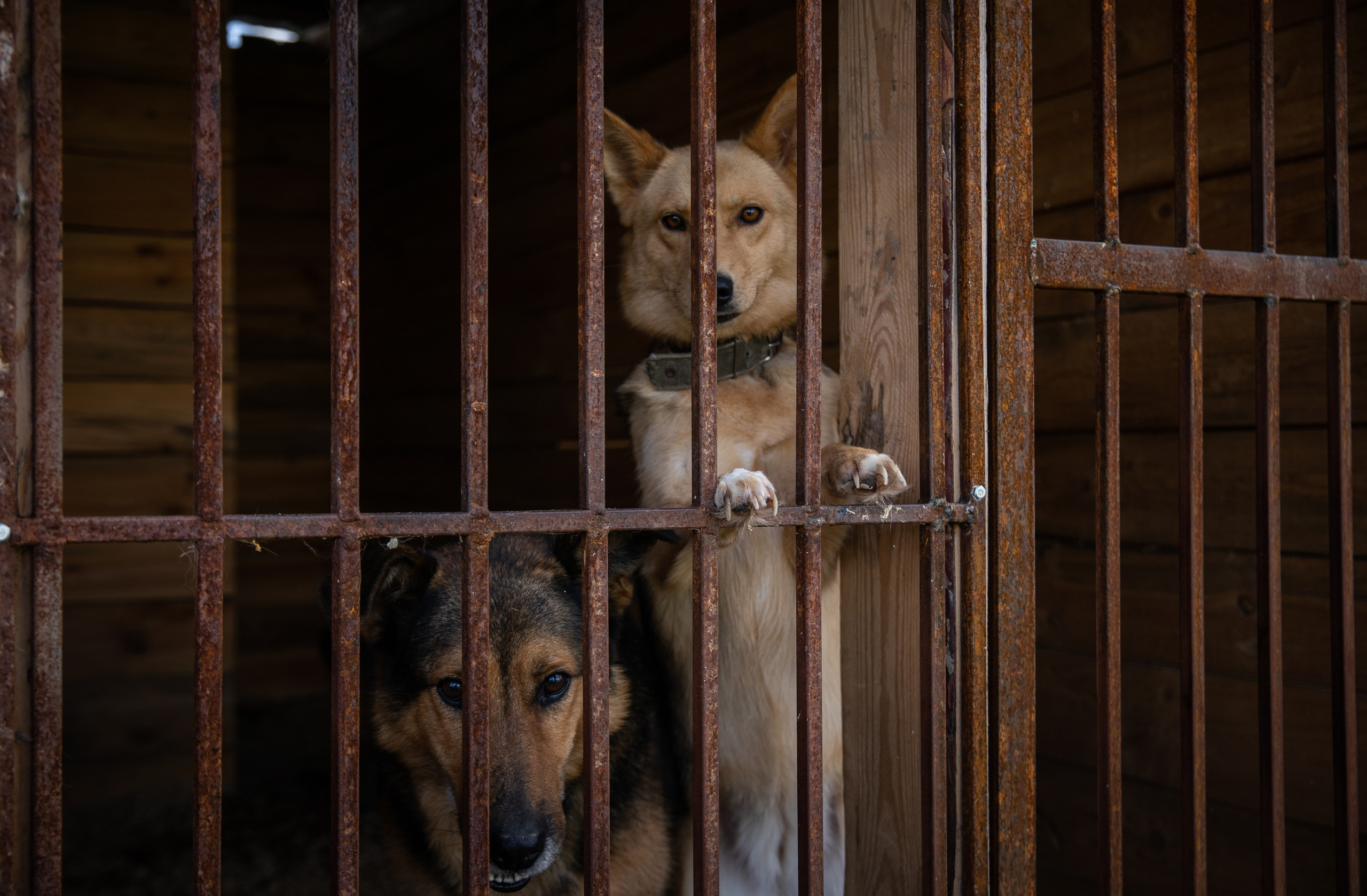 Приют — Наш дом. Репортажный и свадебный фотограф в Челябинске Елисеев Павел