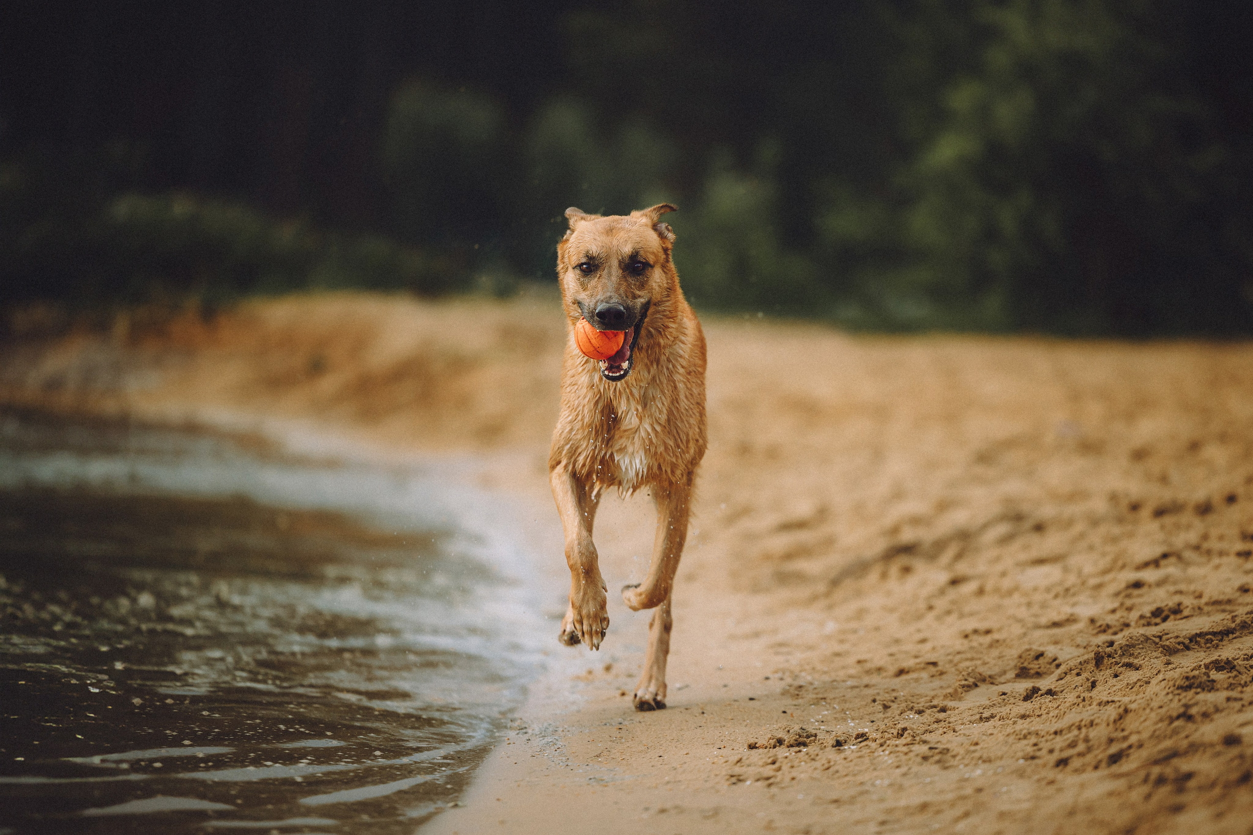 Роби, Тео и их семья