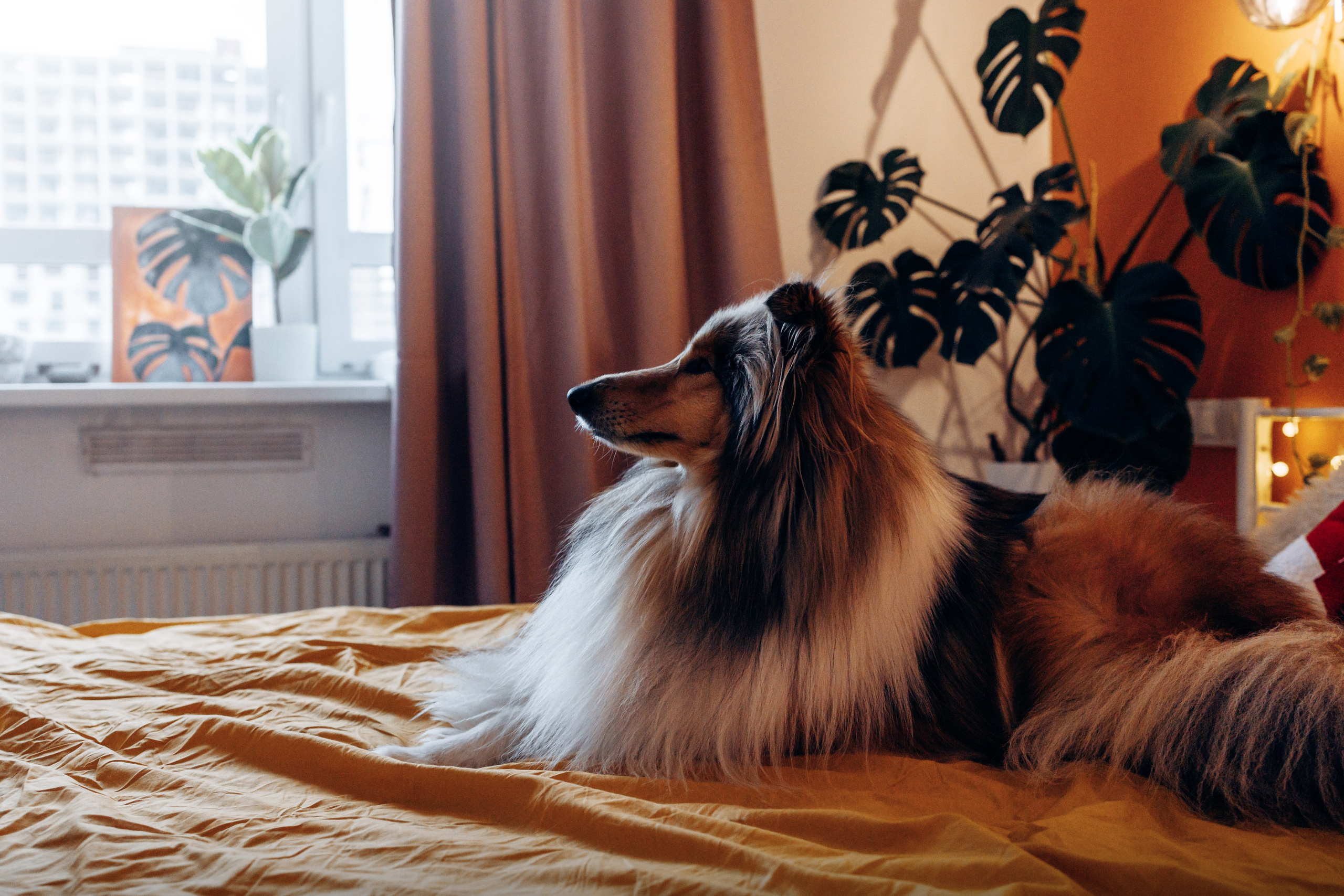 Юлиана, Элли и Райан. YULA KOLESOVA | Фотограф — Анималист | Художник | Тюмень