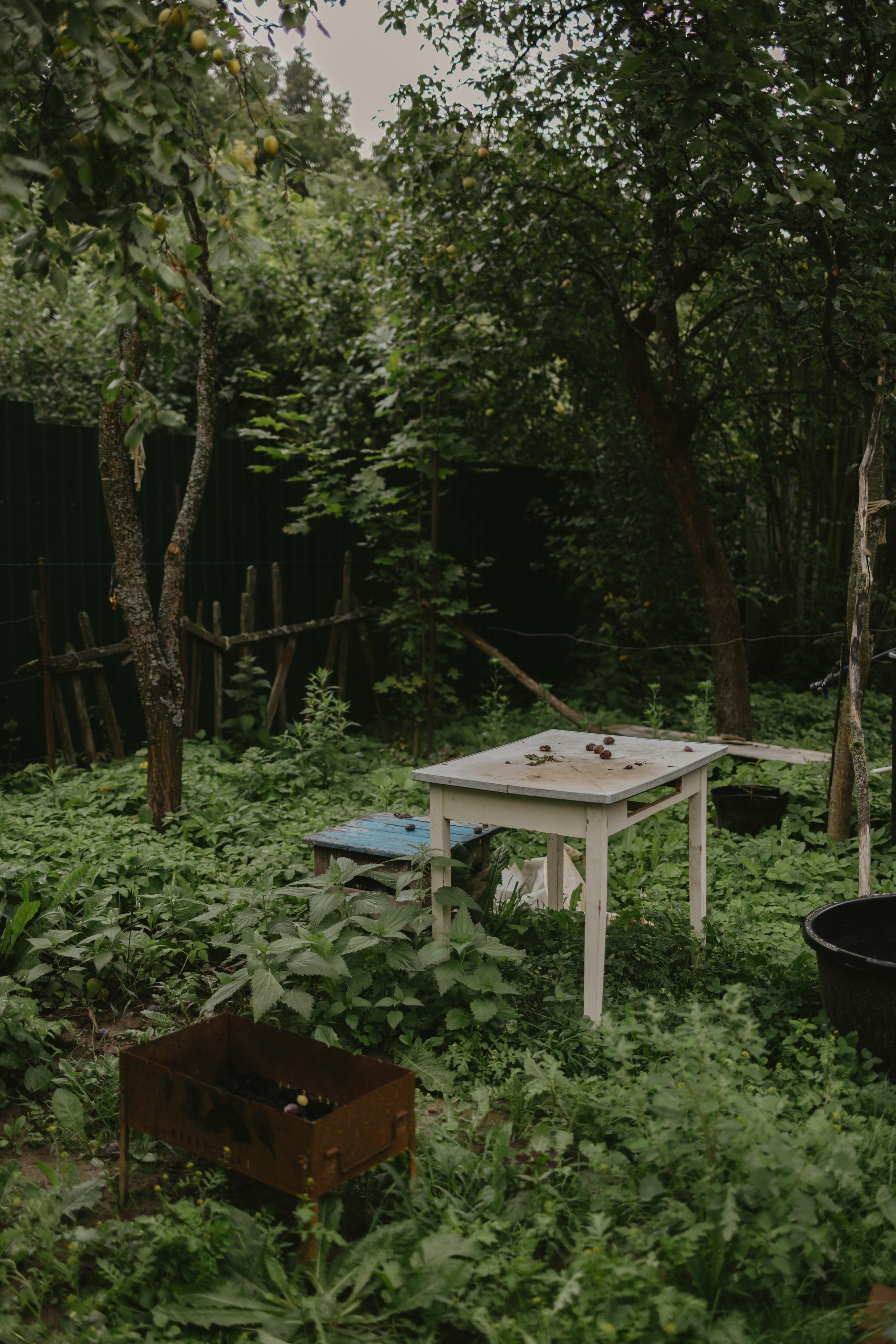 Зимний и летний сад. Фотограф Эльмира Лин