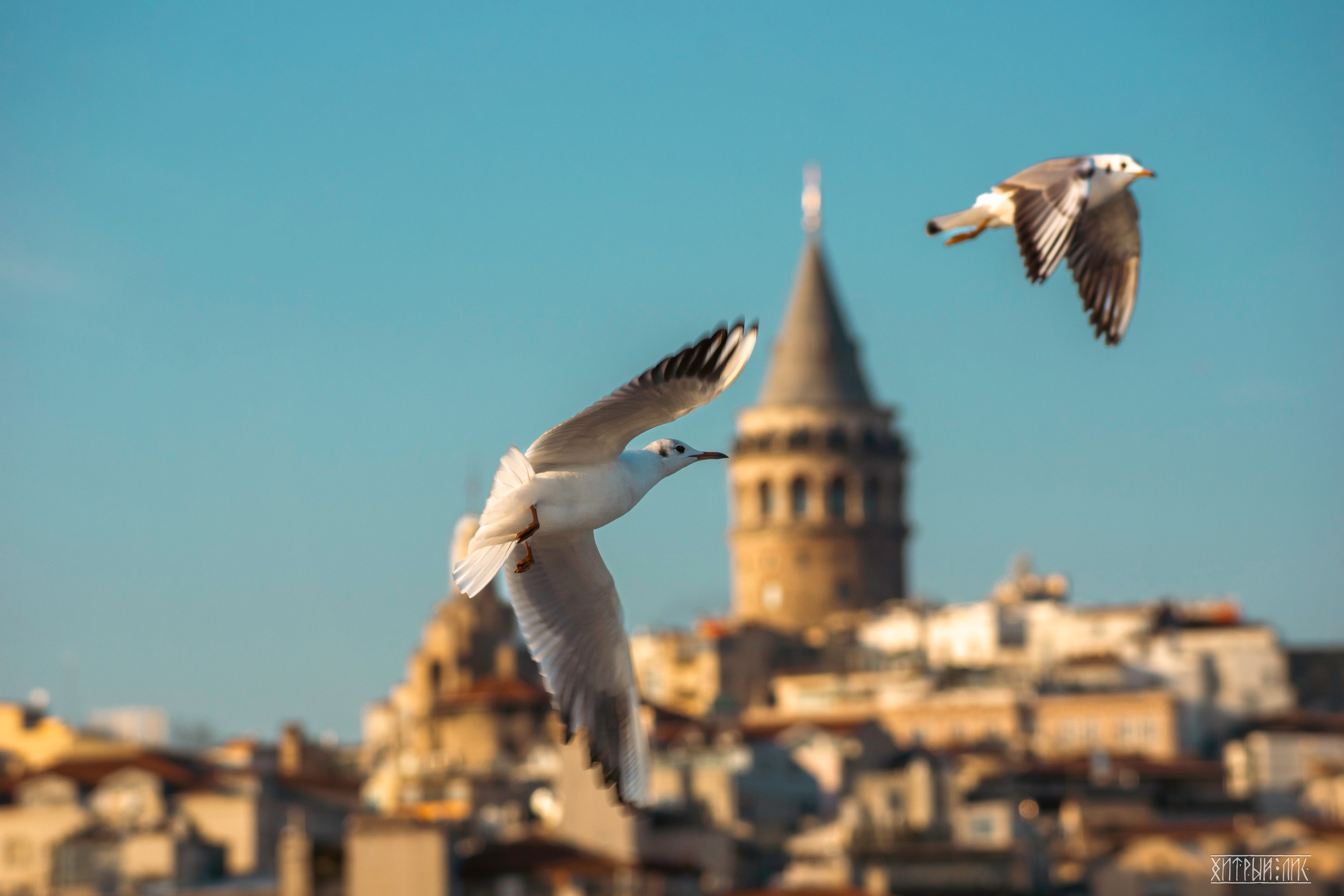 Стамбул. Фотограф-путешественник Самойлов Максим «Sly Fox»