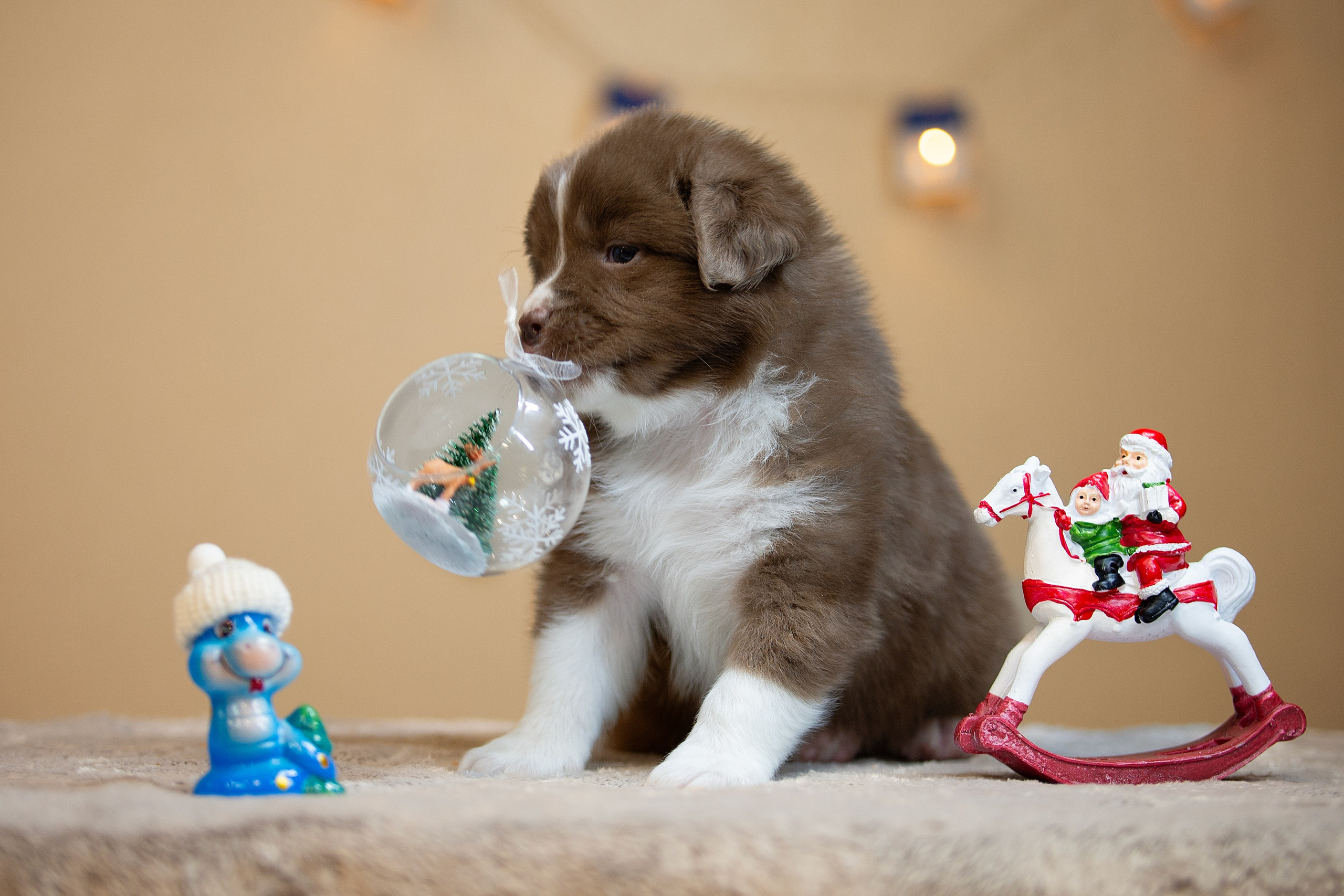 Заводчик Ольга Тутлова. Творческий фотограф Вологда