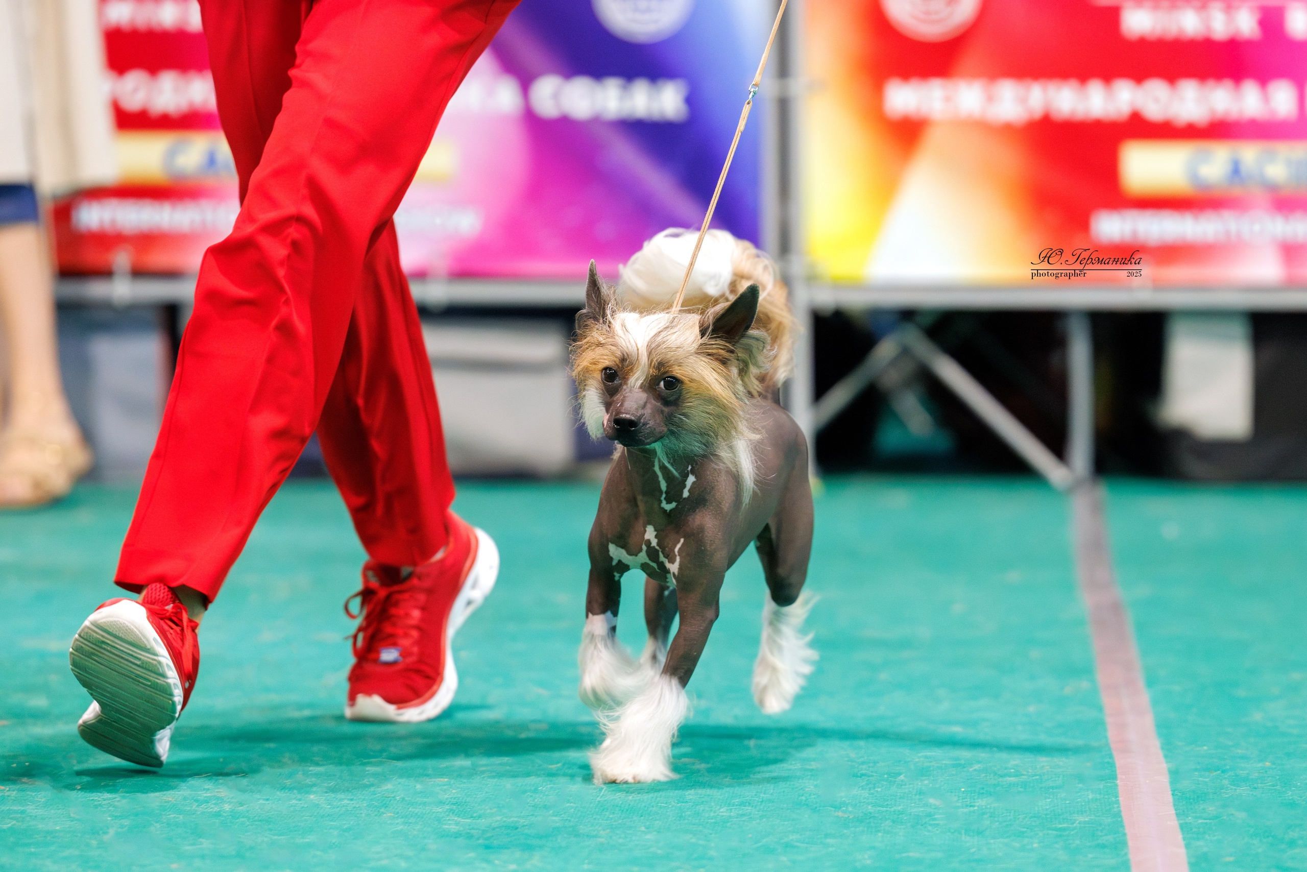 Минск 31.05-1.06.2025. Фотограф-анималист Юлия Германика