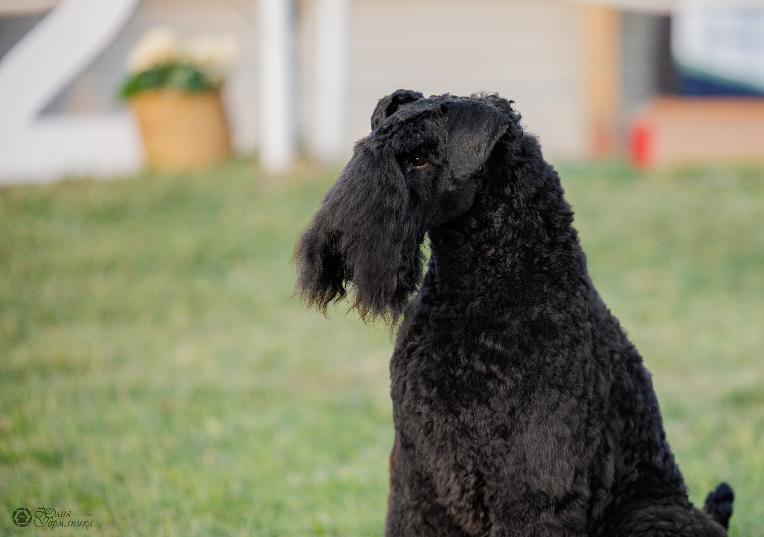 Армения,Ереван 3хCACIB 15-17.10.2024. Фотограф-анималист Юлия Германика