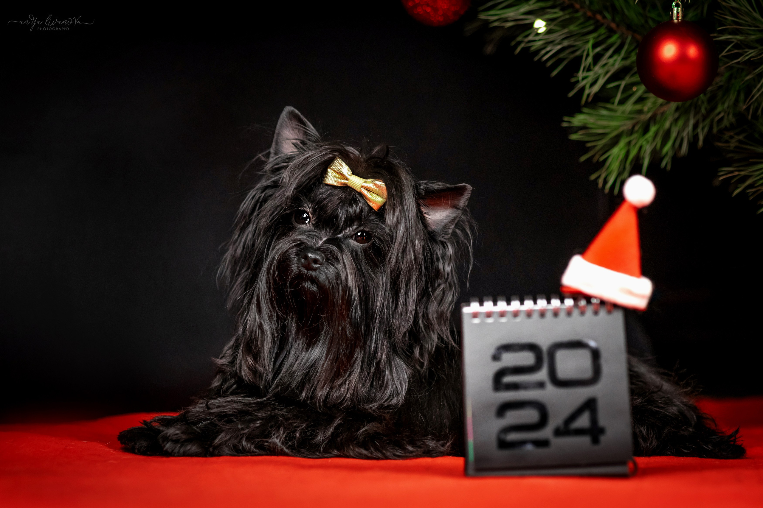 Новогодняя атмосфера в «Simply the Best». Фотограф анималист Аня Ливанова | Рыбинск