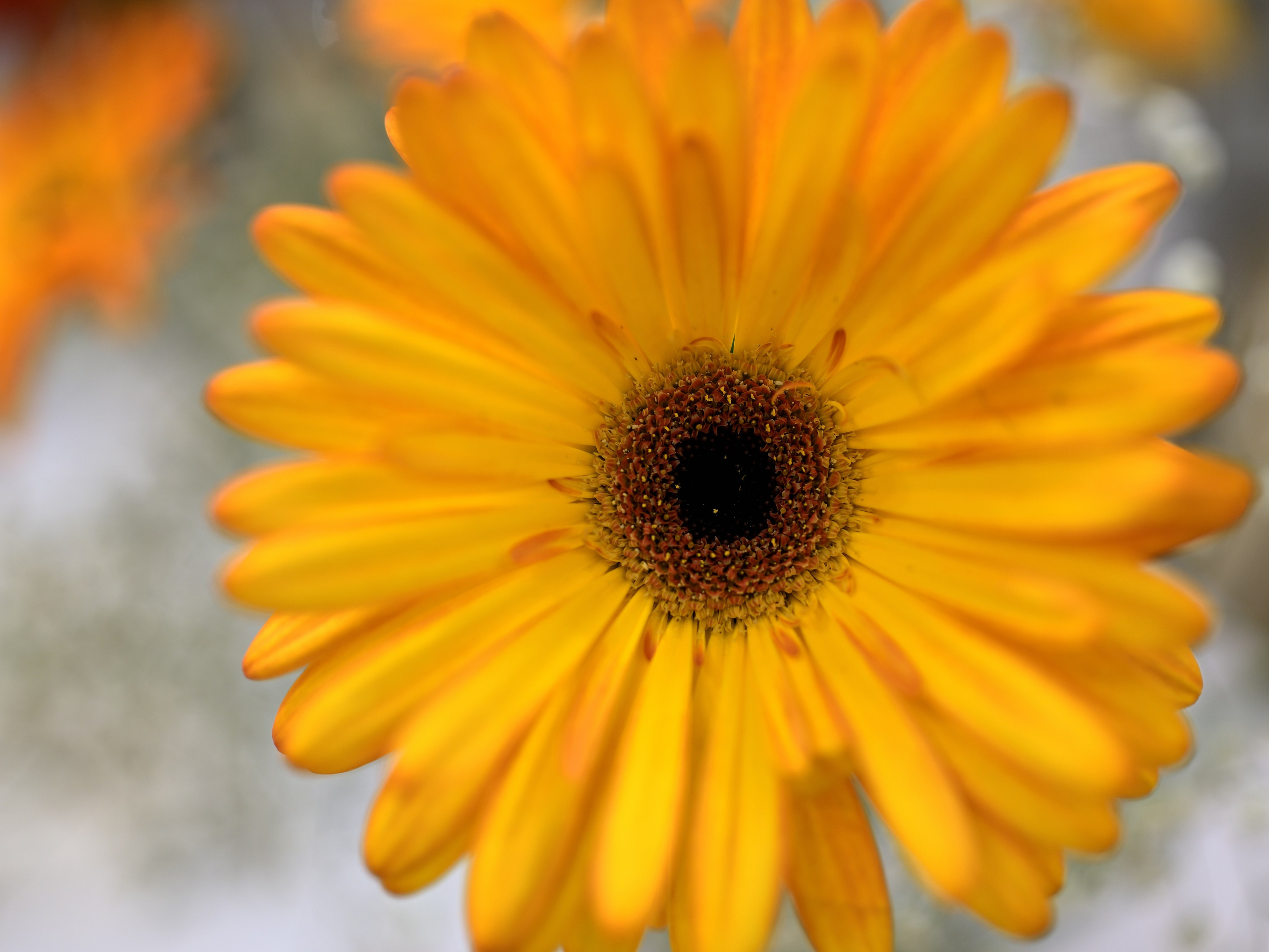 Цветы. Сергей Люльченко фотоальбом