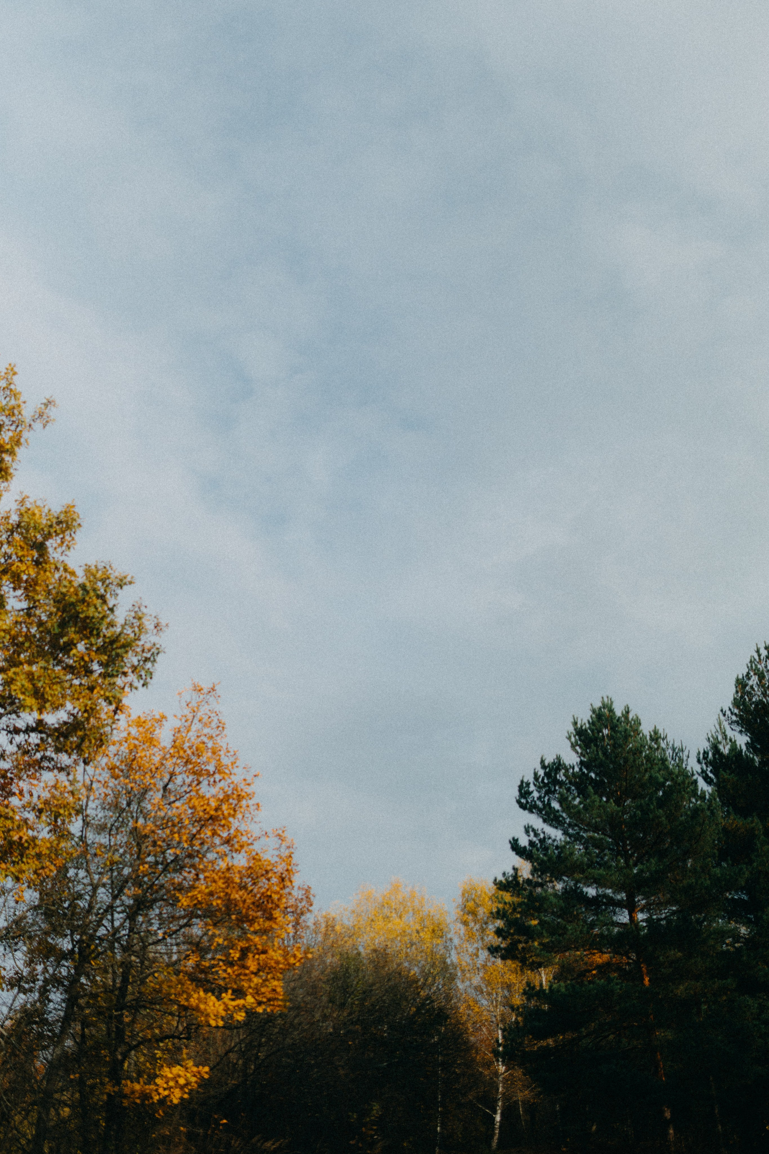 Ксюша & Федя. Прогулка с Лайдом. Фотограф НОГИНСК, Москва, Анастасия Белая