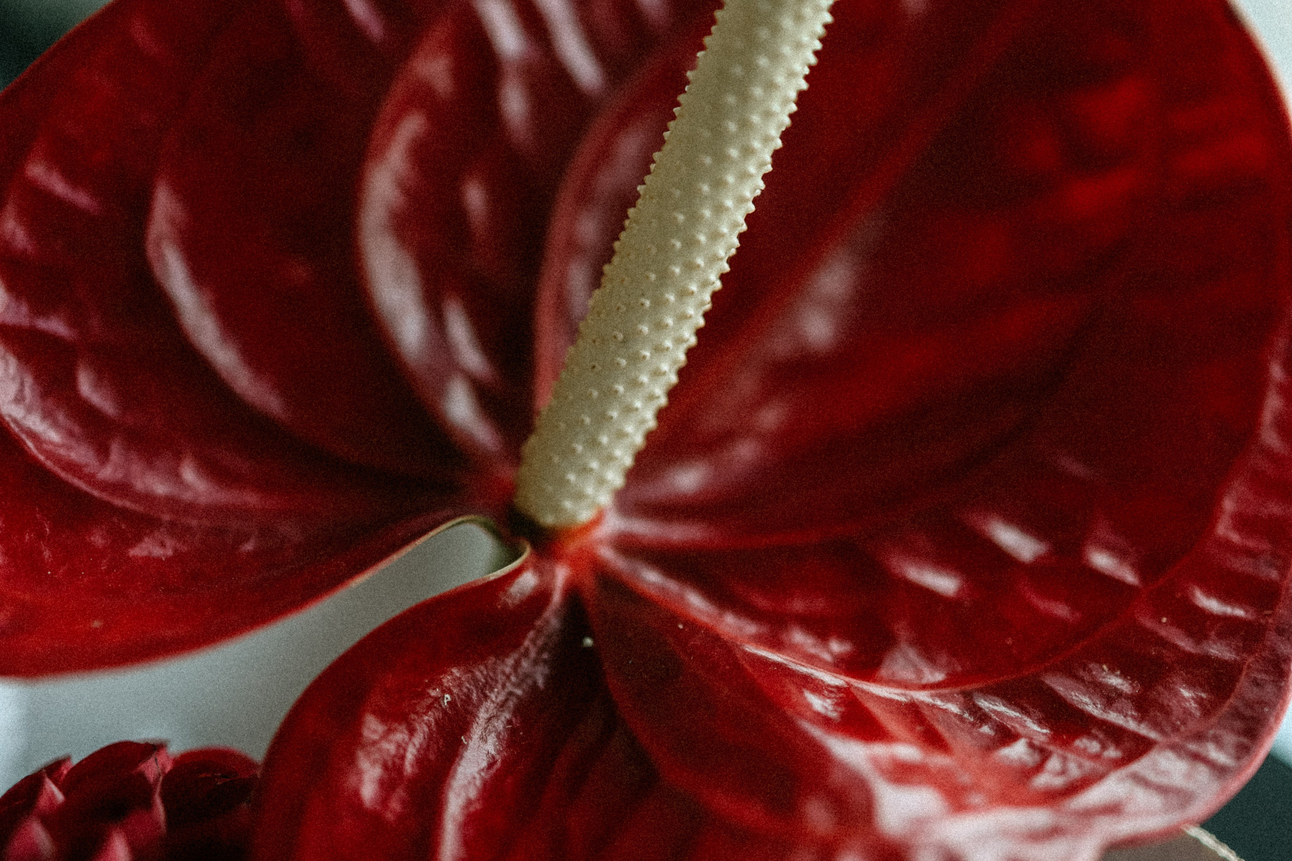 Георгий и Татьяна. Фотограф в Екатеринбурге Андрей Медведко