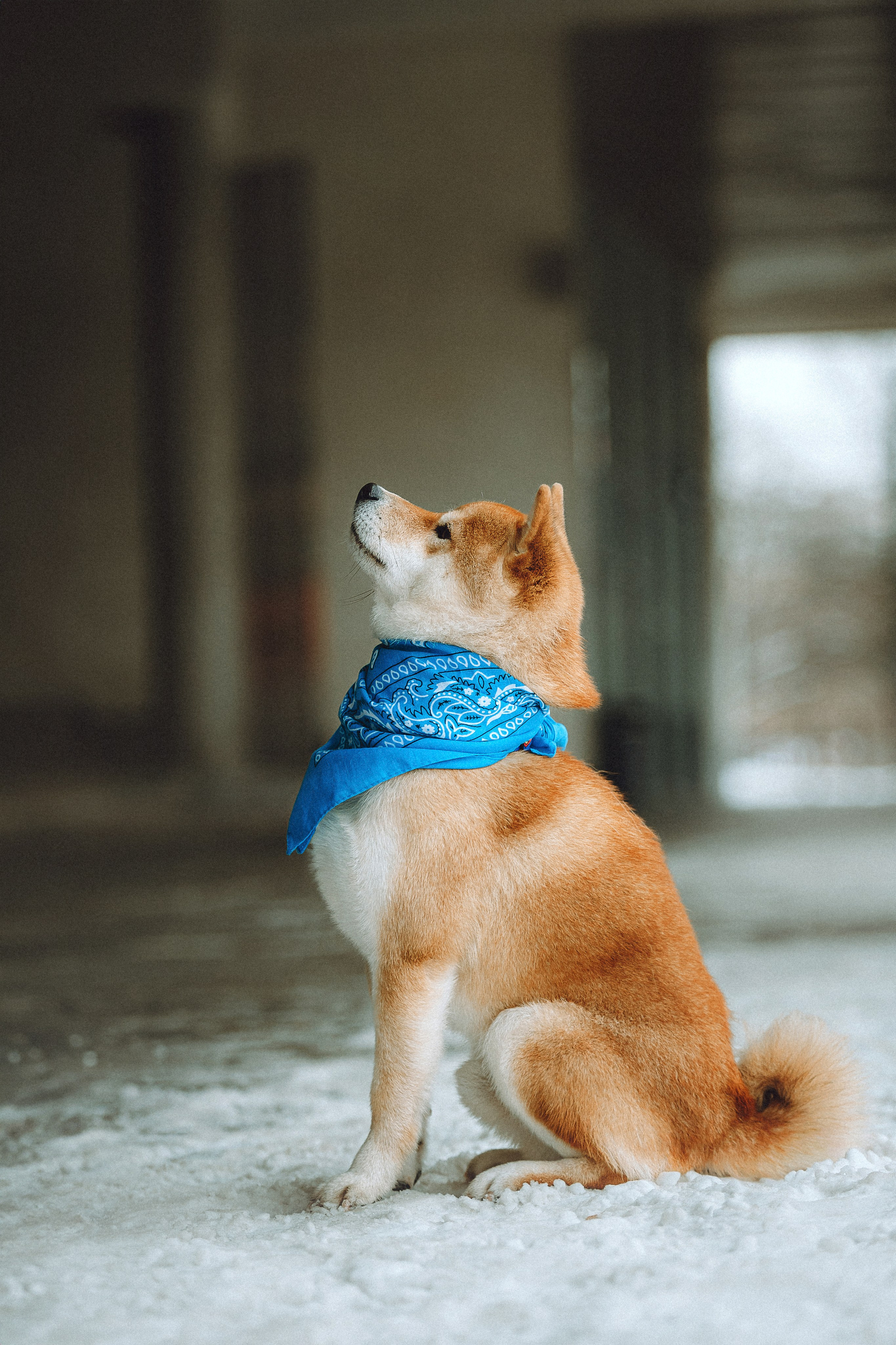 Настя и Ронин