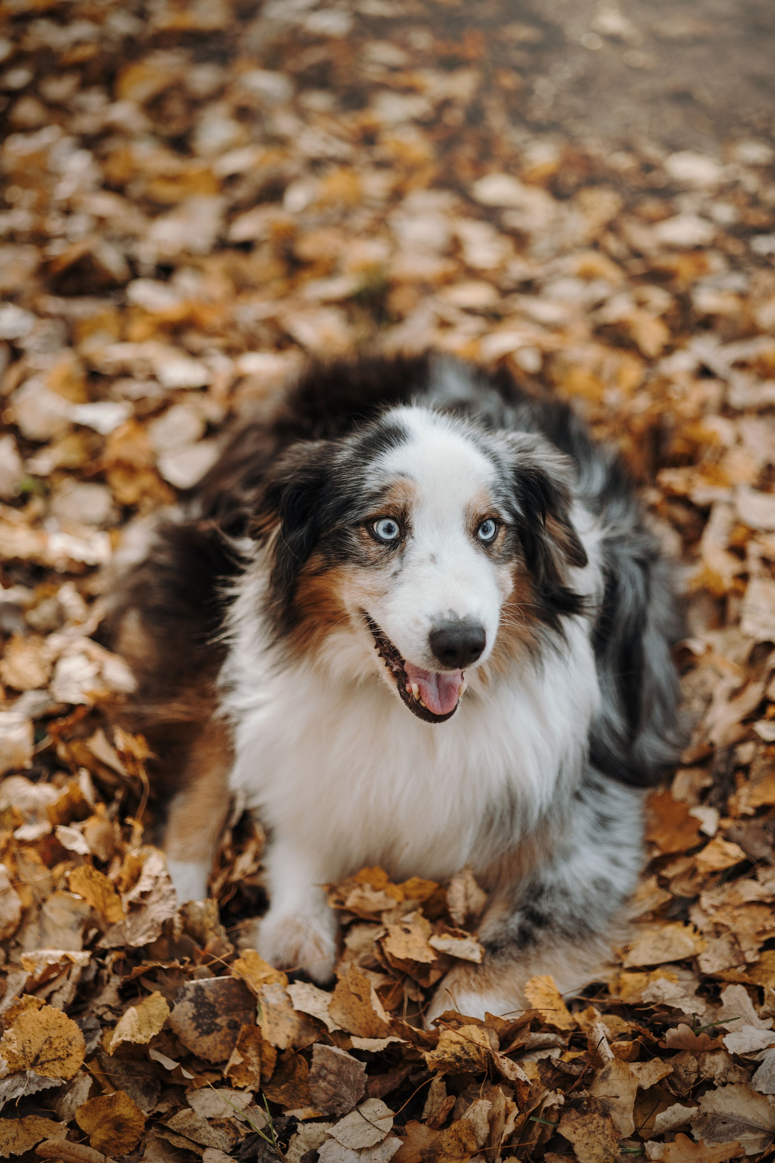 Бэстик и Ирина. Фотограф — Анималист | Санкт-Петербург