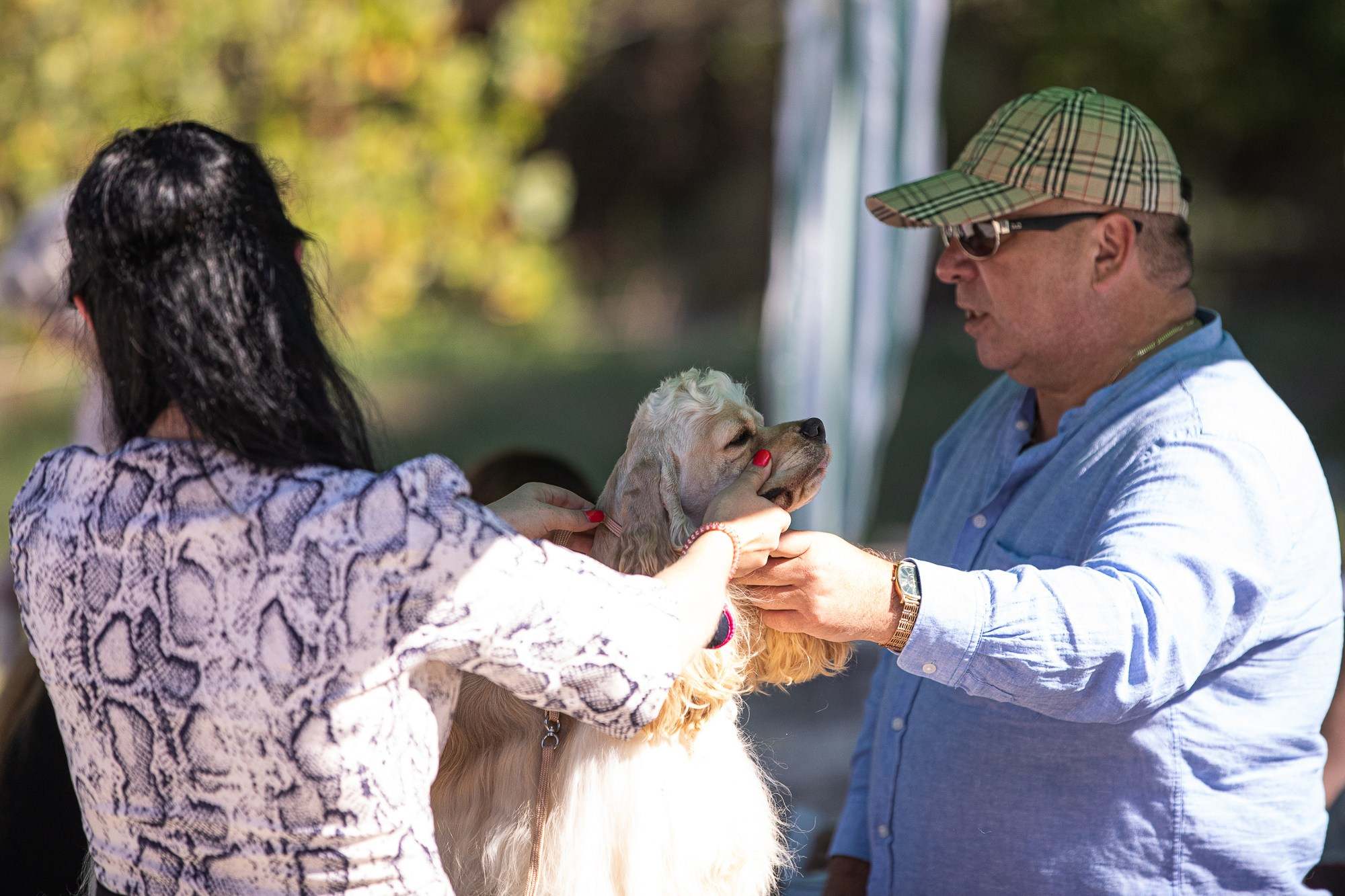 Экстерьерная, ринговая. Yana Karamysheva Animal Photo