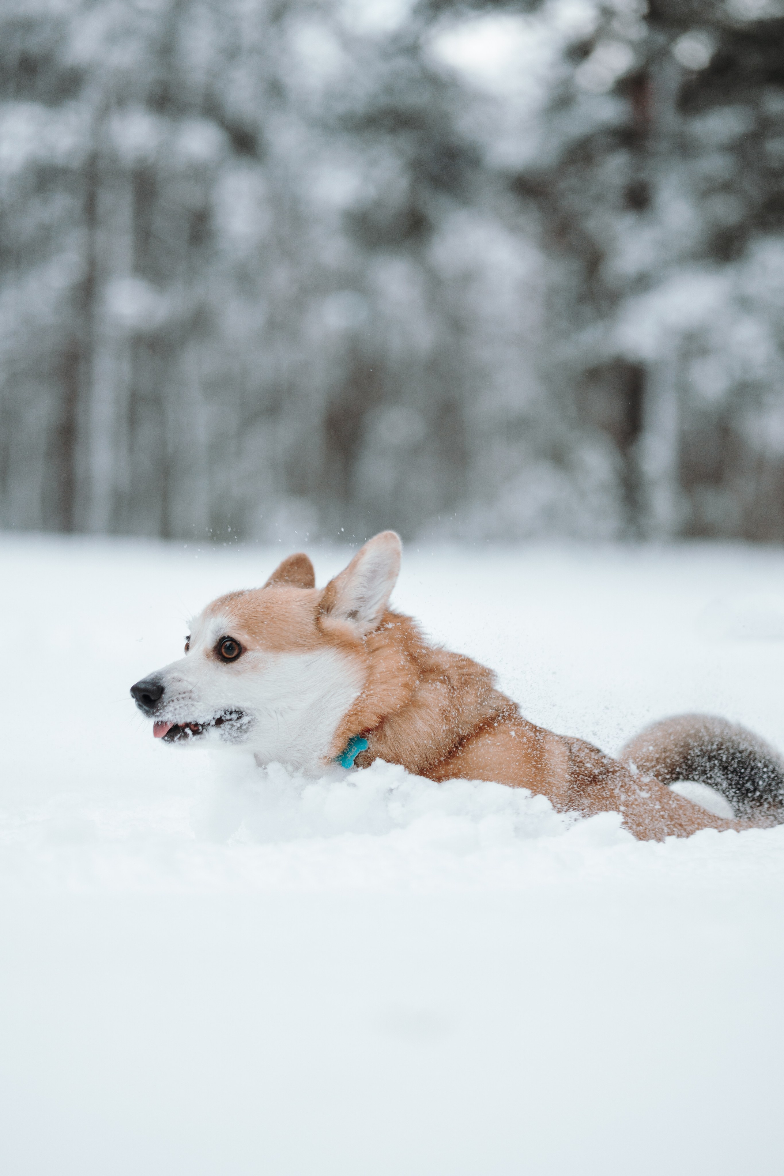 Оливка и ее семья. Фотограф — Анималист | Санкт-Петербург