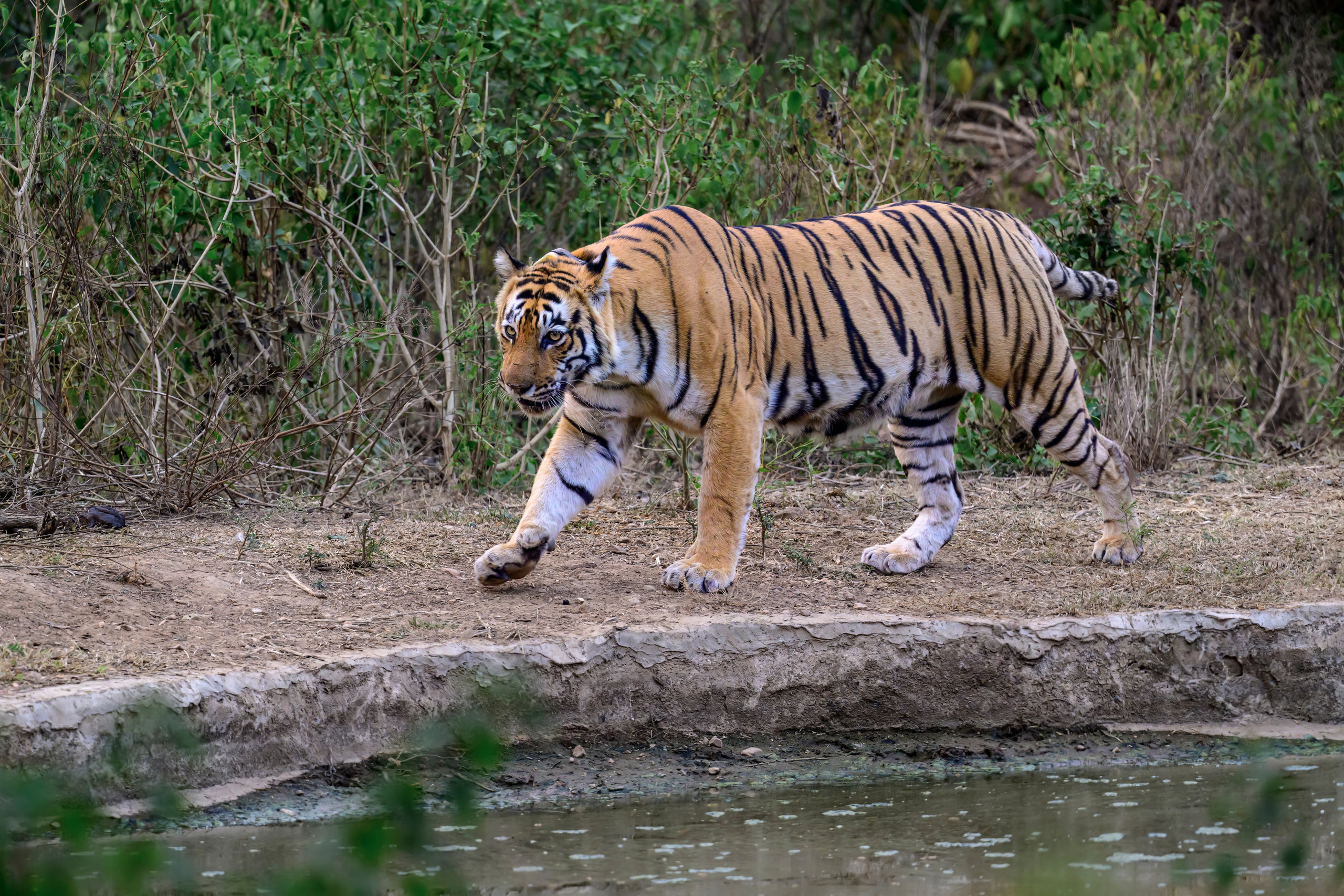Раджастан, Индия. Wildlife photography by Sergey Puponin