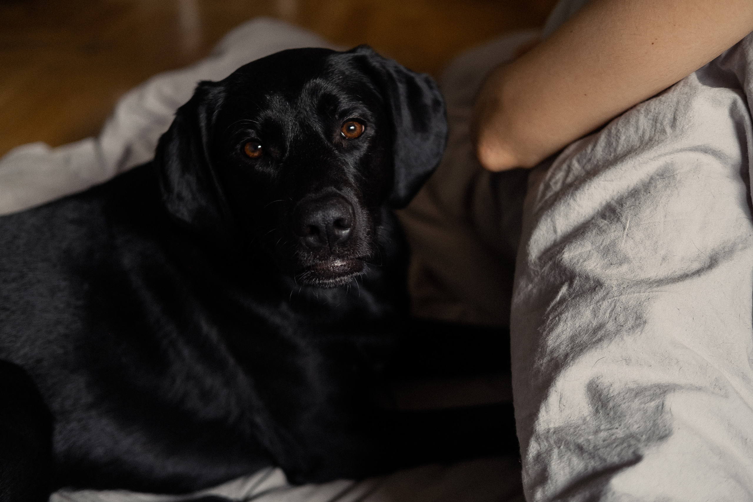 Александра и Арсен. Репортажный и свадебный фотограф в Москве