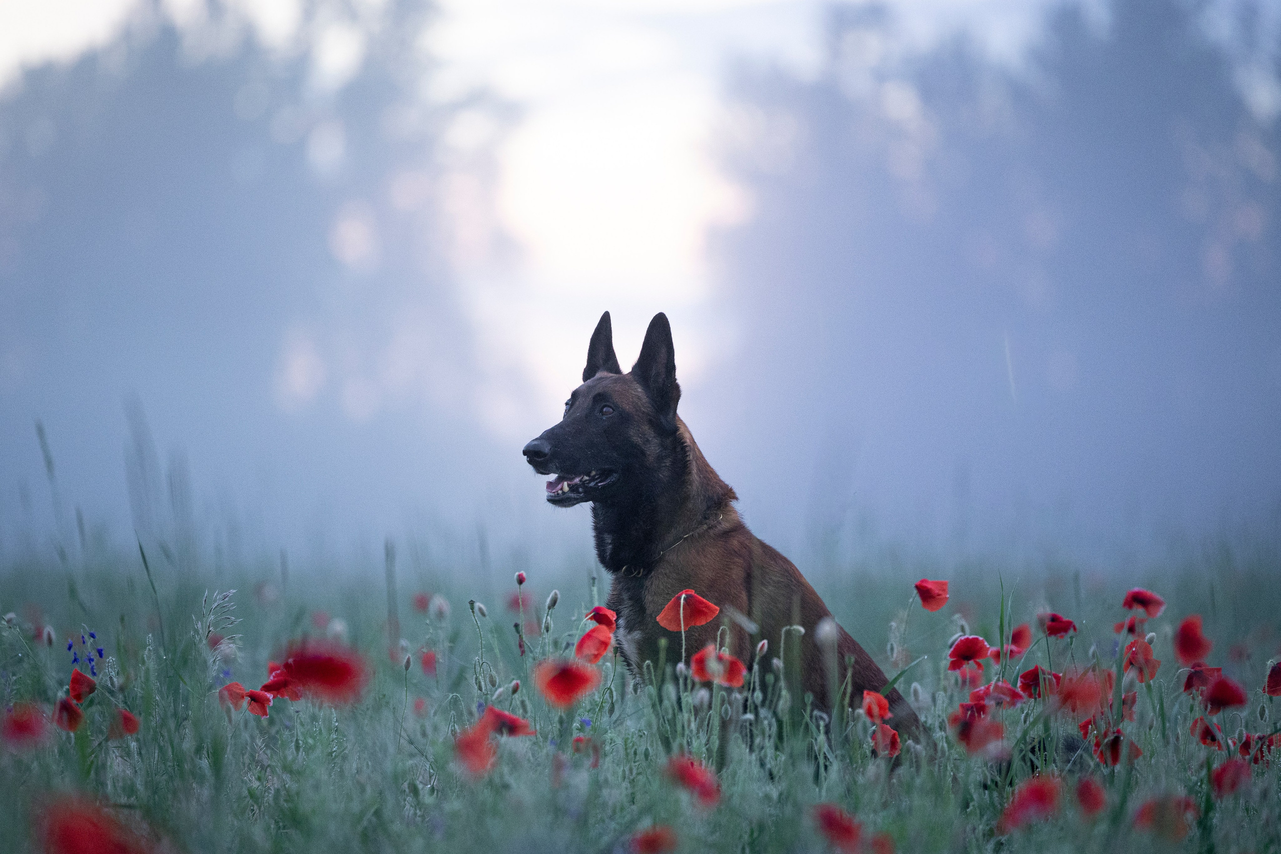 Маковое поле. Фотограф-анималист Анна Маринич