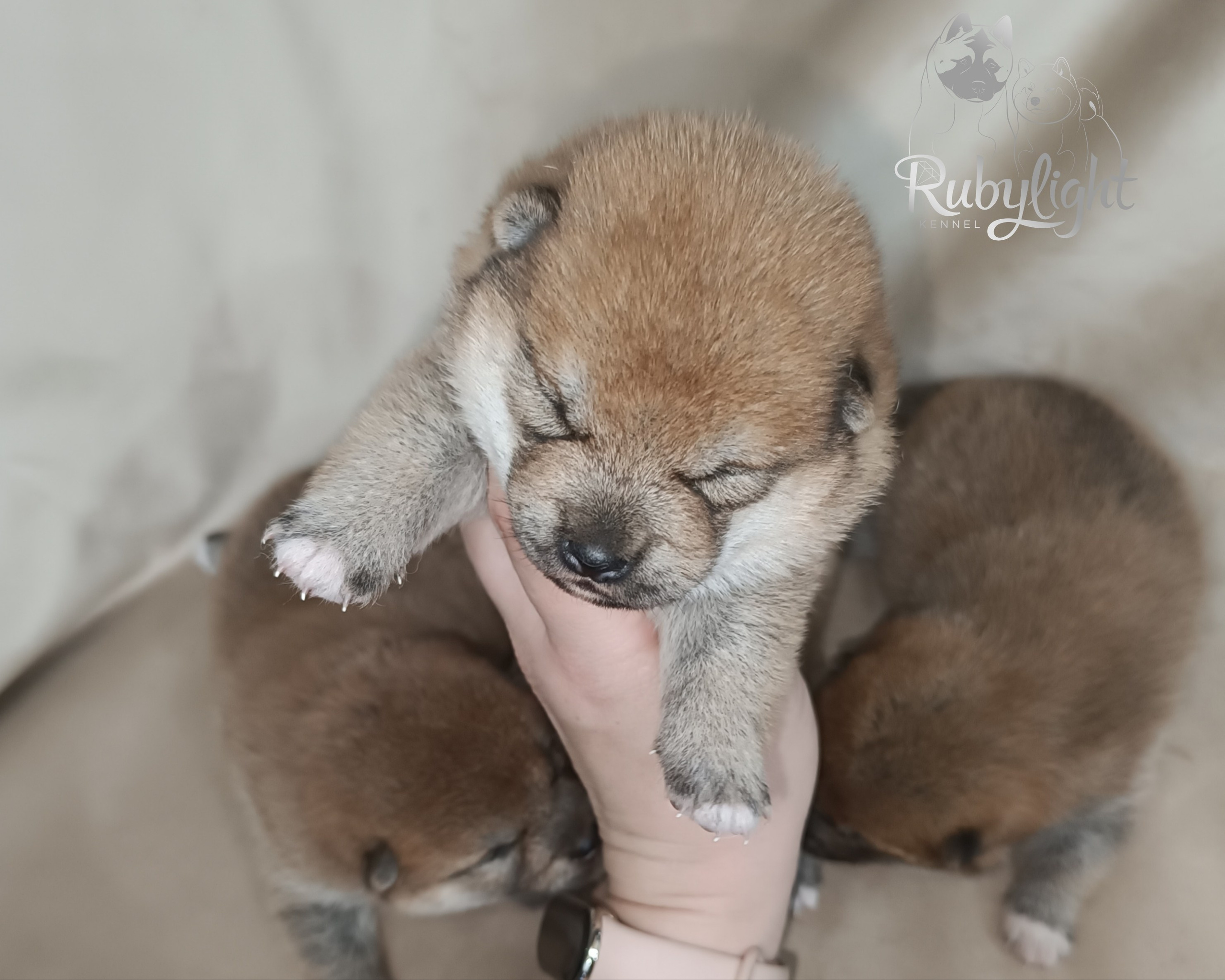 сиба питомник Рубилайт щенки на продажу rubylight  сиба щенки купить СПб Санкт-Петербург 