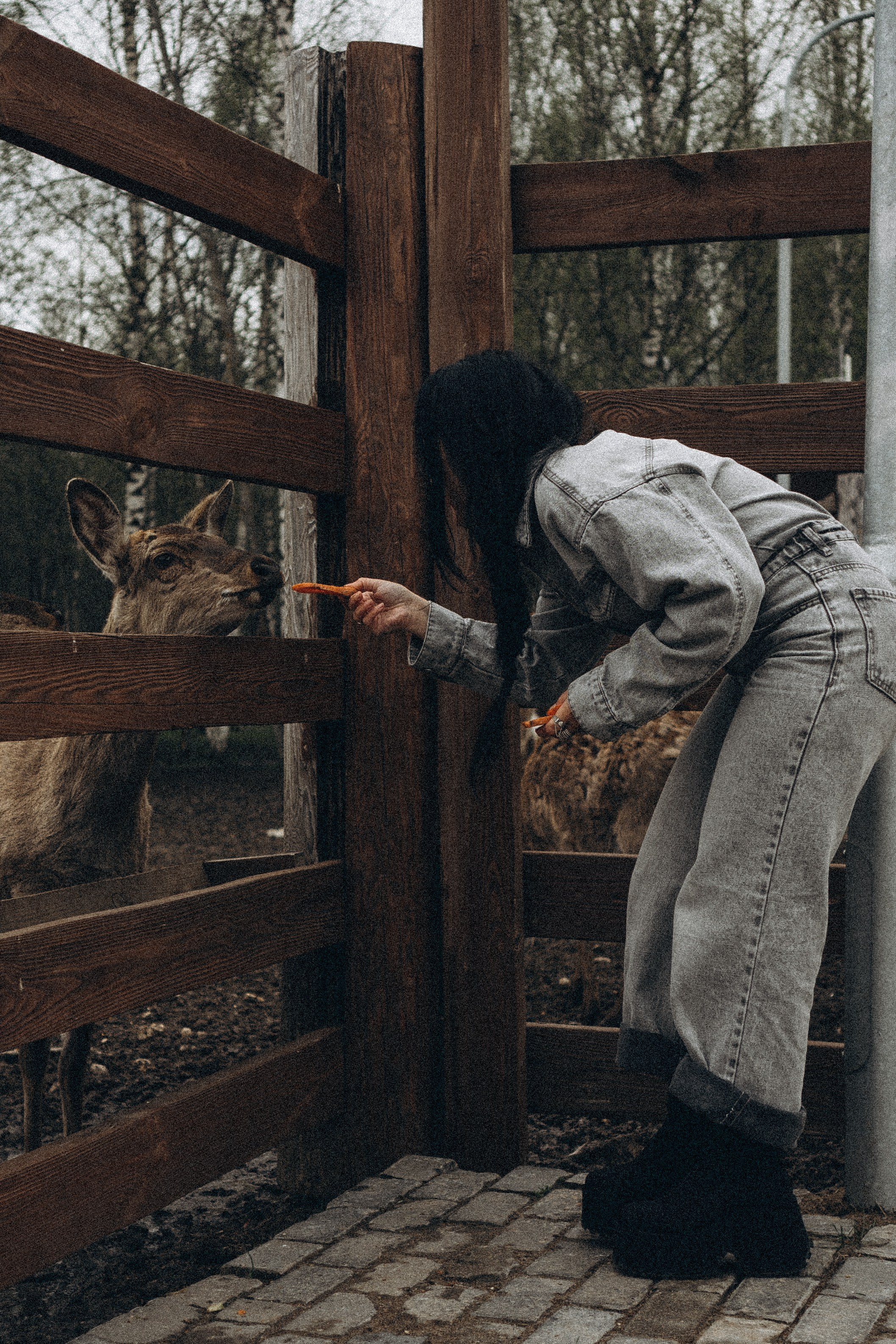 ОЛЕНЬЯ ФЕРМА В ТВЕРИ. Профессиональный фотограф, Санкт-Петербург — Виктория Богомолова