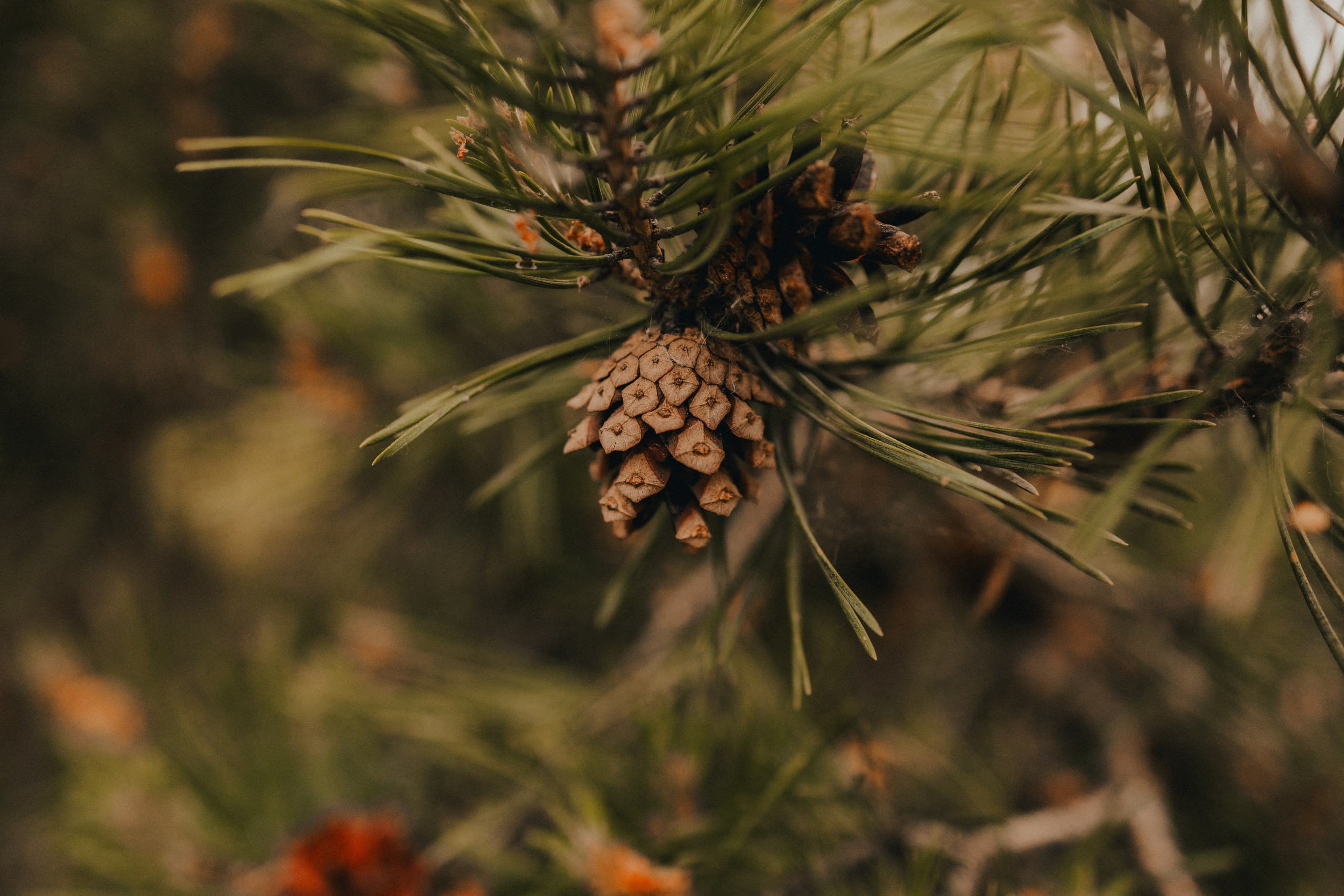 Руслан и Тимур 4. Семейный фотограф Москва