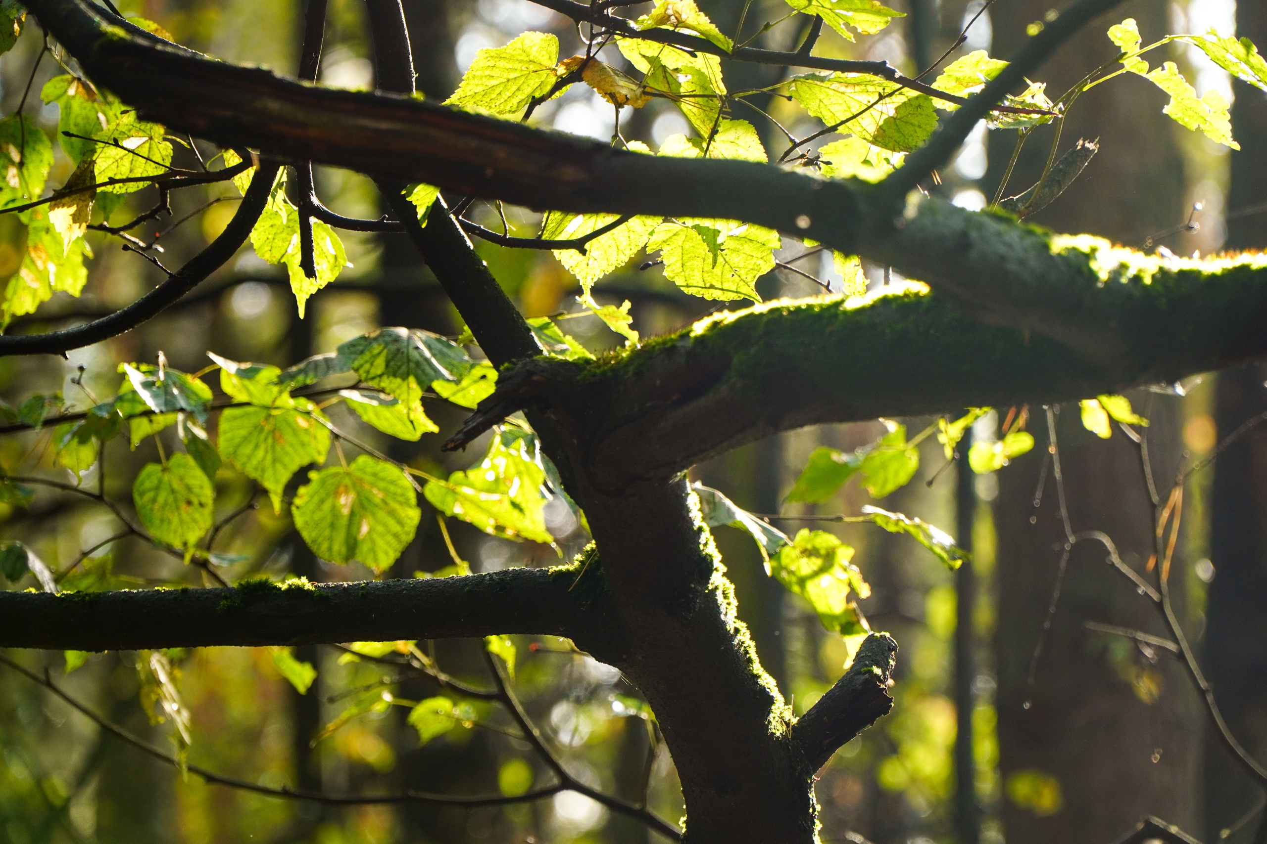 Backyard Ultra Moscow 2024. Роман Капилюшов. Бег. Фото. Видео. г. Люберцы