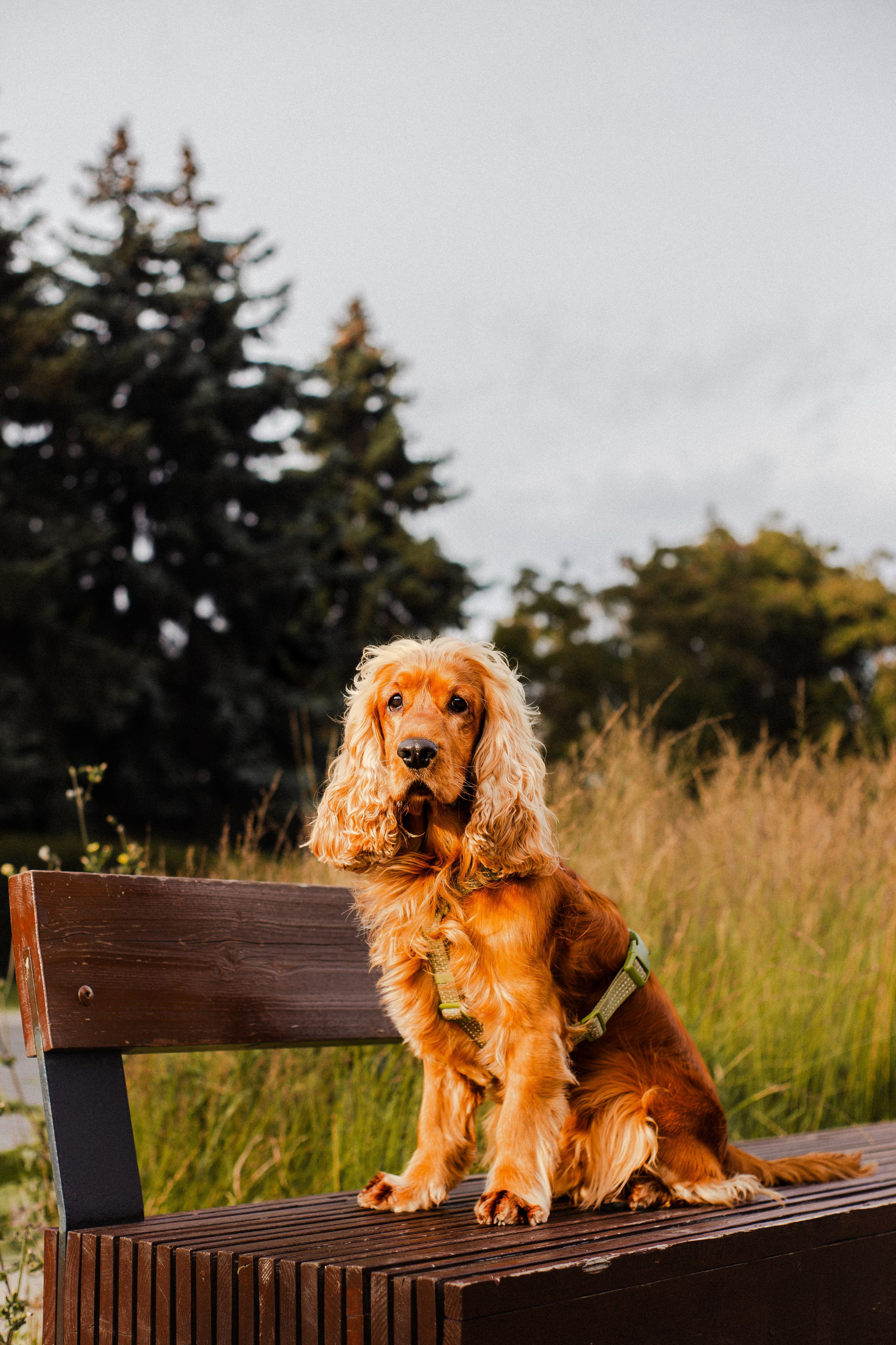 Арина, Паша и Арчер. Фотограф-анималист Мария Баркевич | Москва