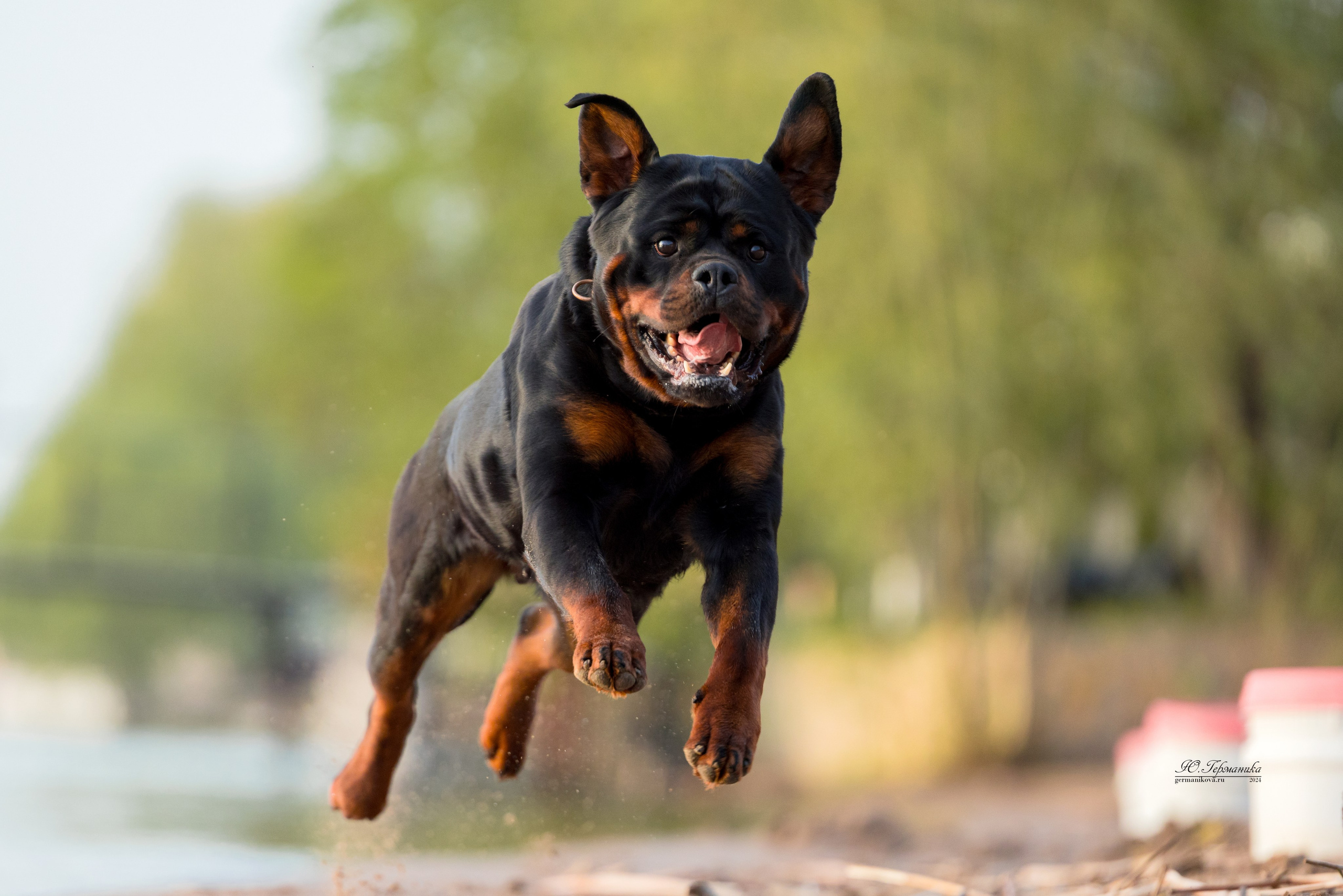 Саратов 2 х моно ротвейлеров 28-29.04.2024. Фотограф-анималист Юлия Германика