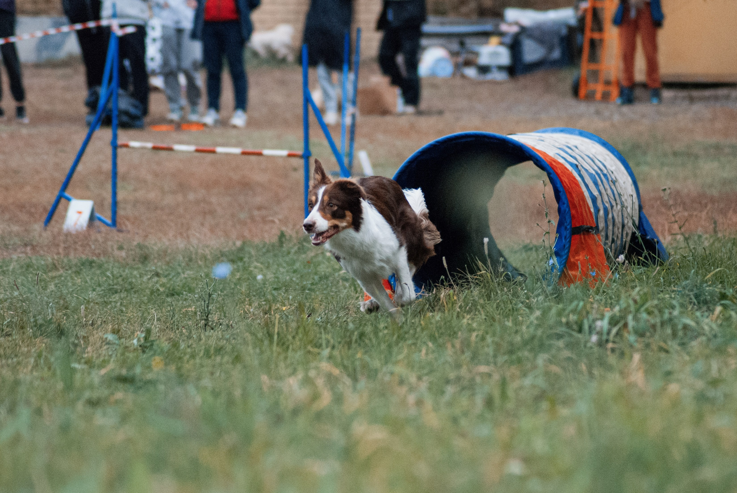 Аджилити. Фотограф в Тюмени Лизавета Сапицкая