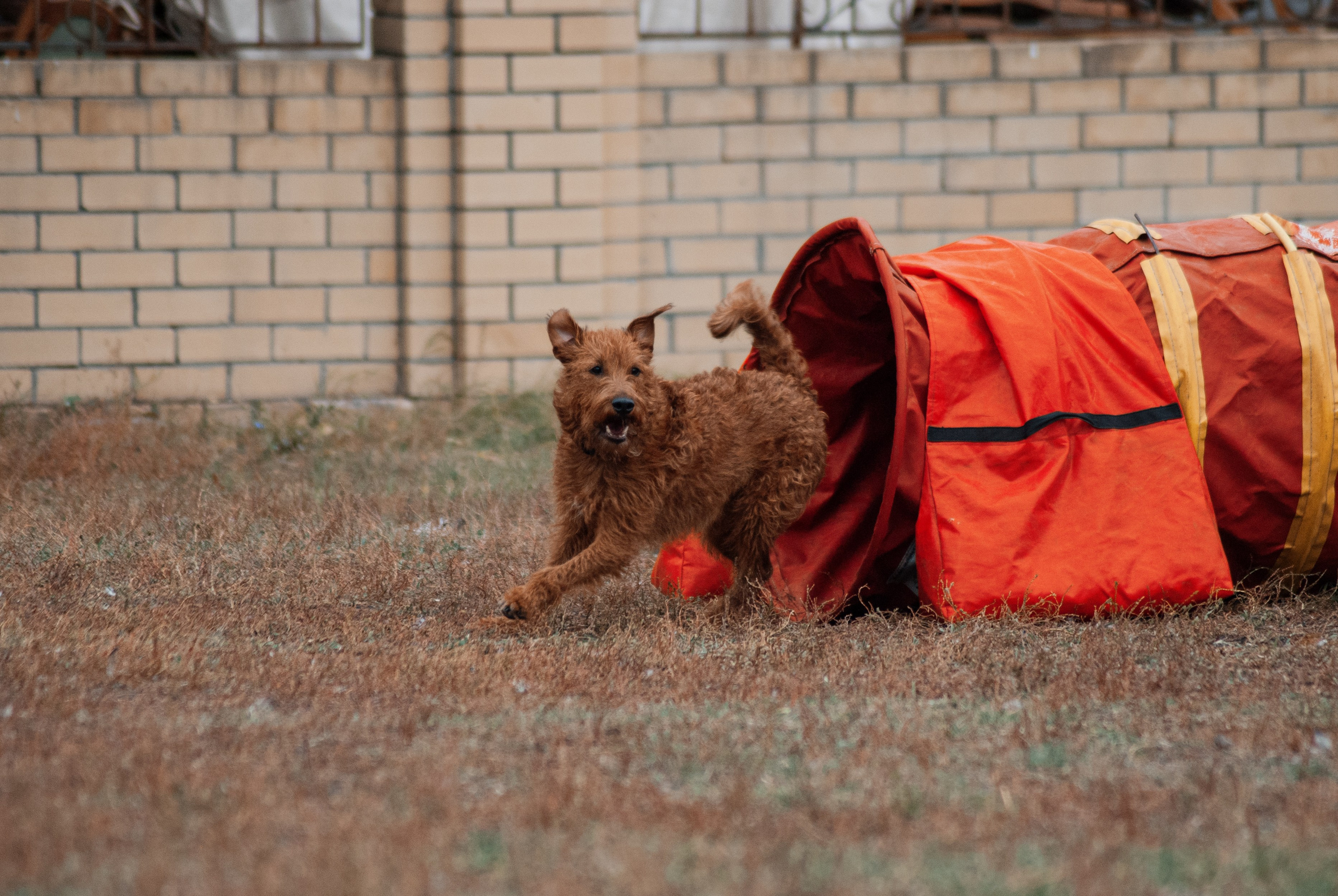 Аджилити. Фотограф в Тюмени Лизавета Сапицкая