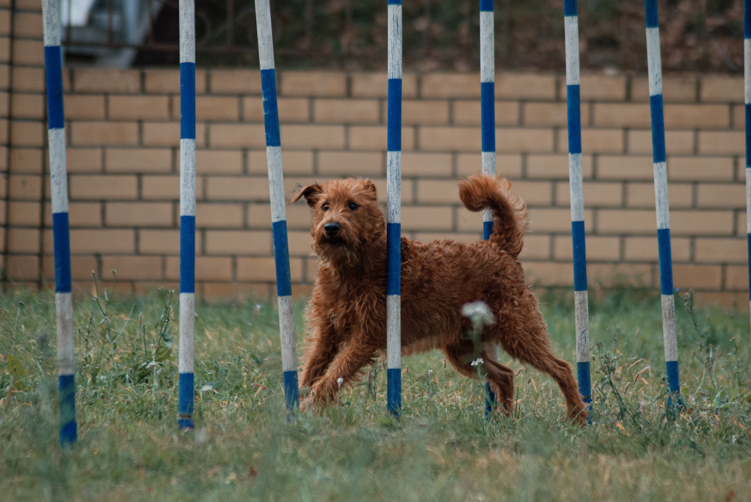 Аджилити. Фотограф в Тюмени Лизавета Сапицкая