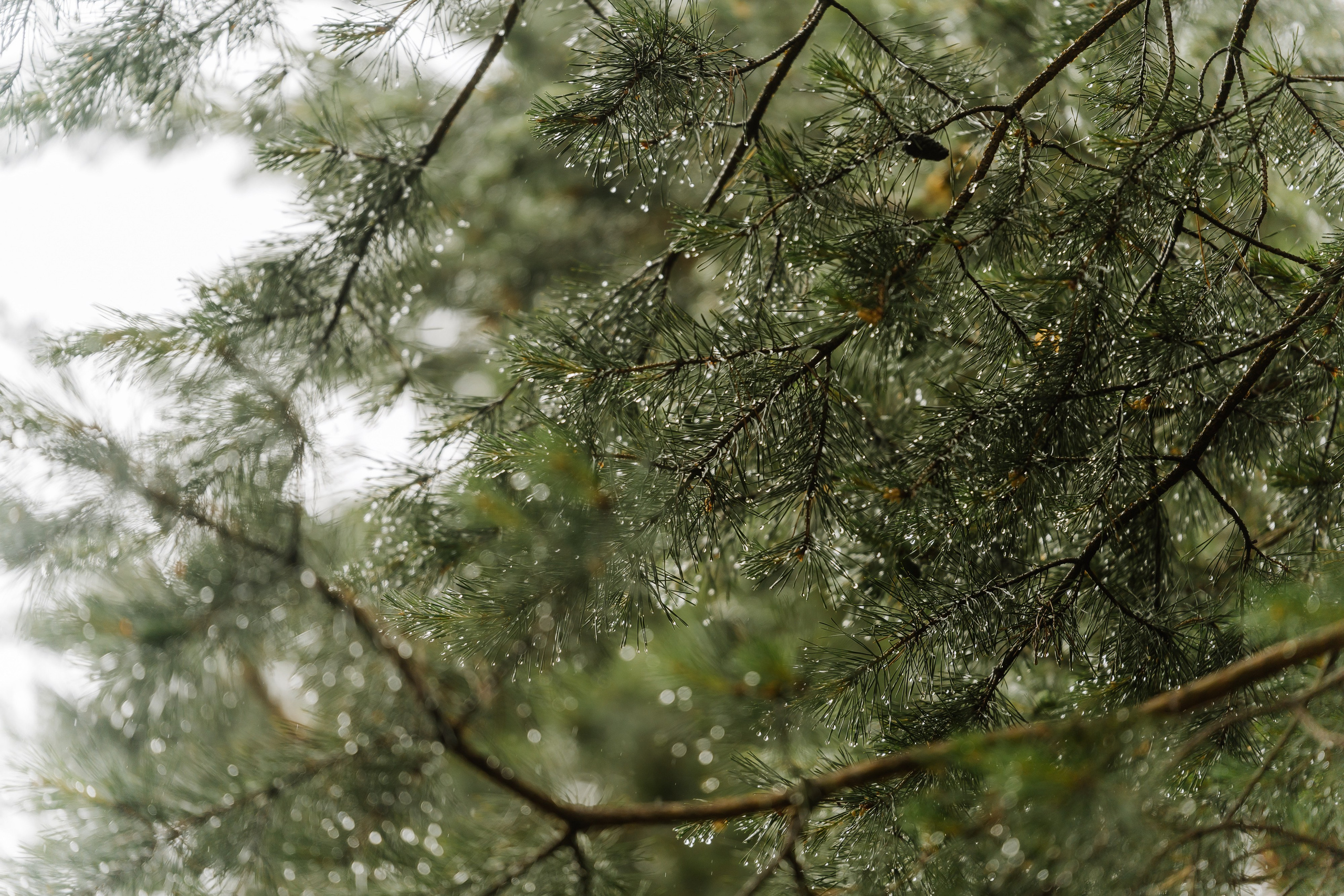 Свадьба Ольги и Дмитрия. Свадебный фотограф в Москве Яна Деньгина