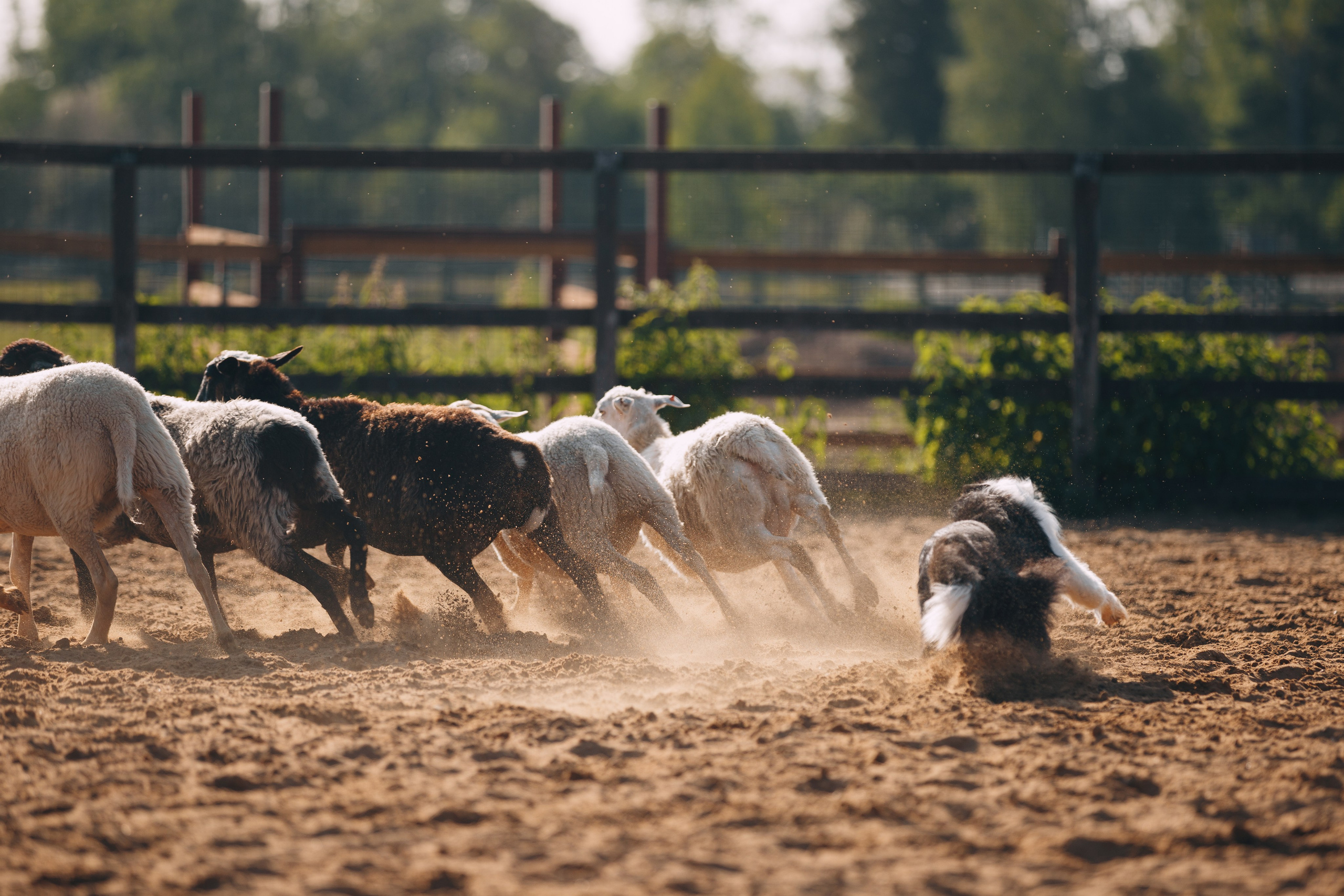 Кинологический лагерь в Горыныче. Фотограф анималист Кристина Карпова, Москва
