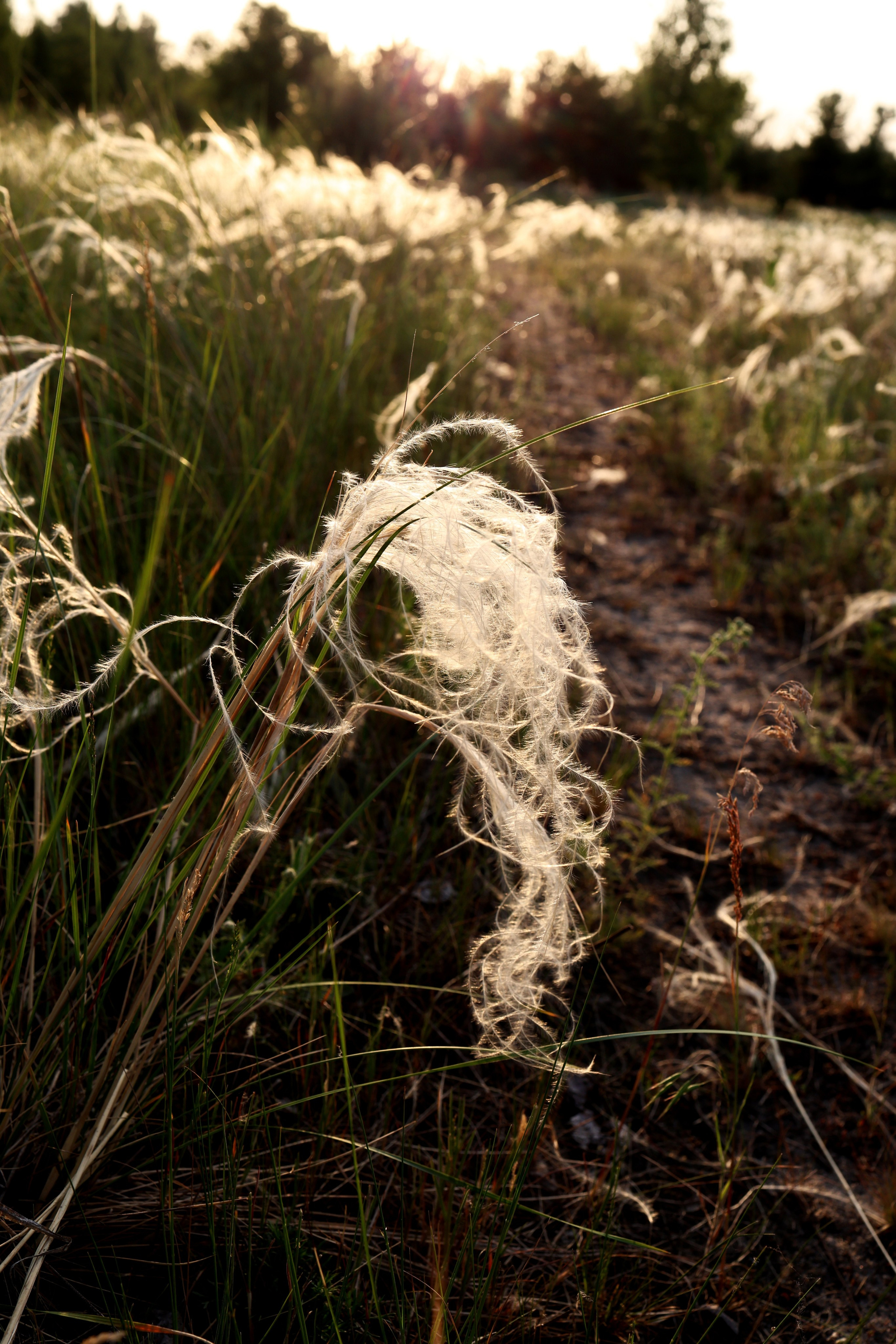 Валерия и Роман. Свадебный и семейный фотограф в Воронеже Ксения Воротникова