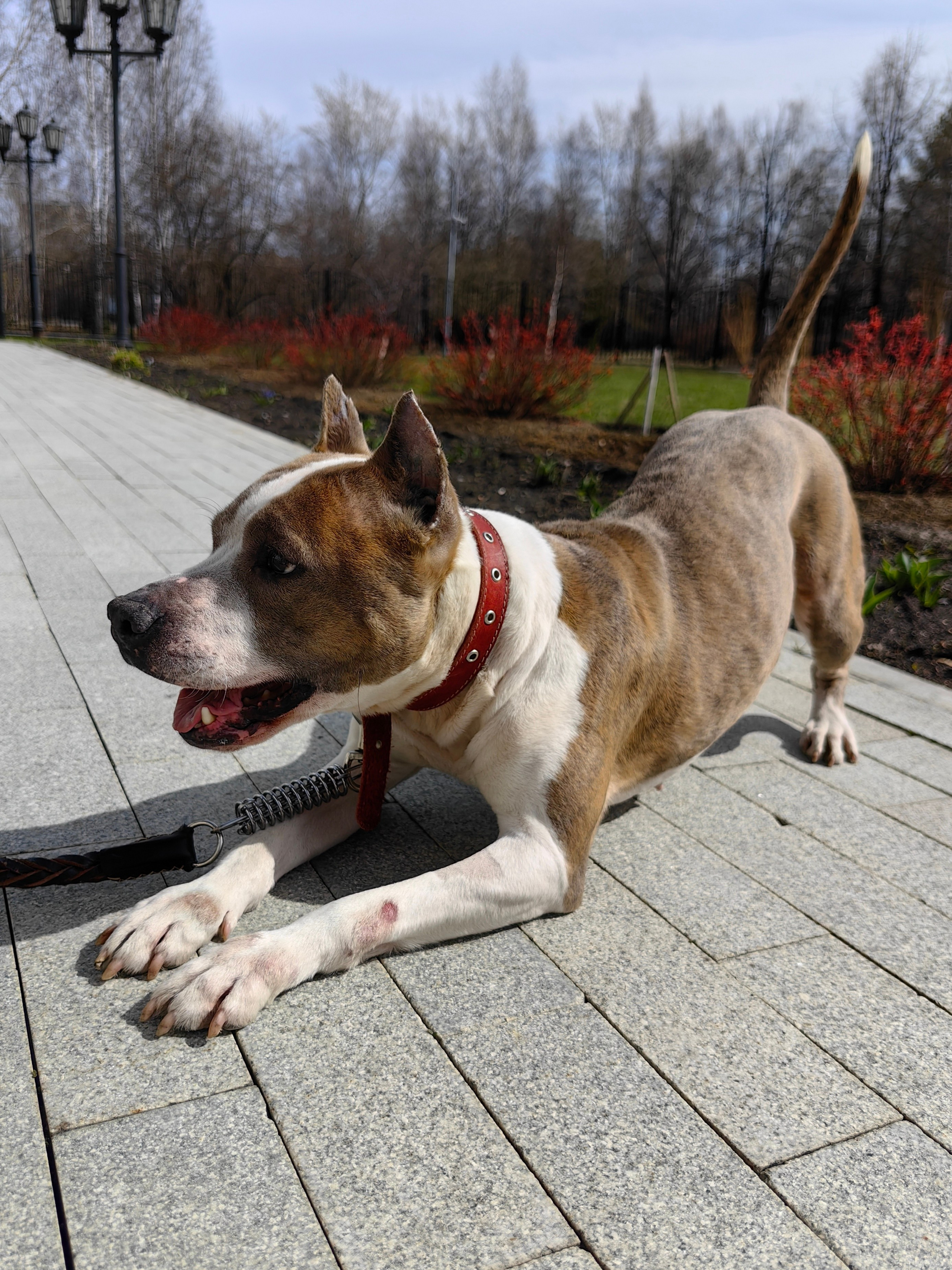 Любимые хвостики