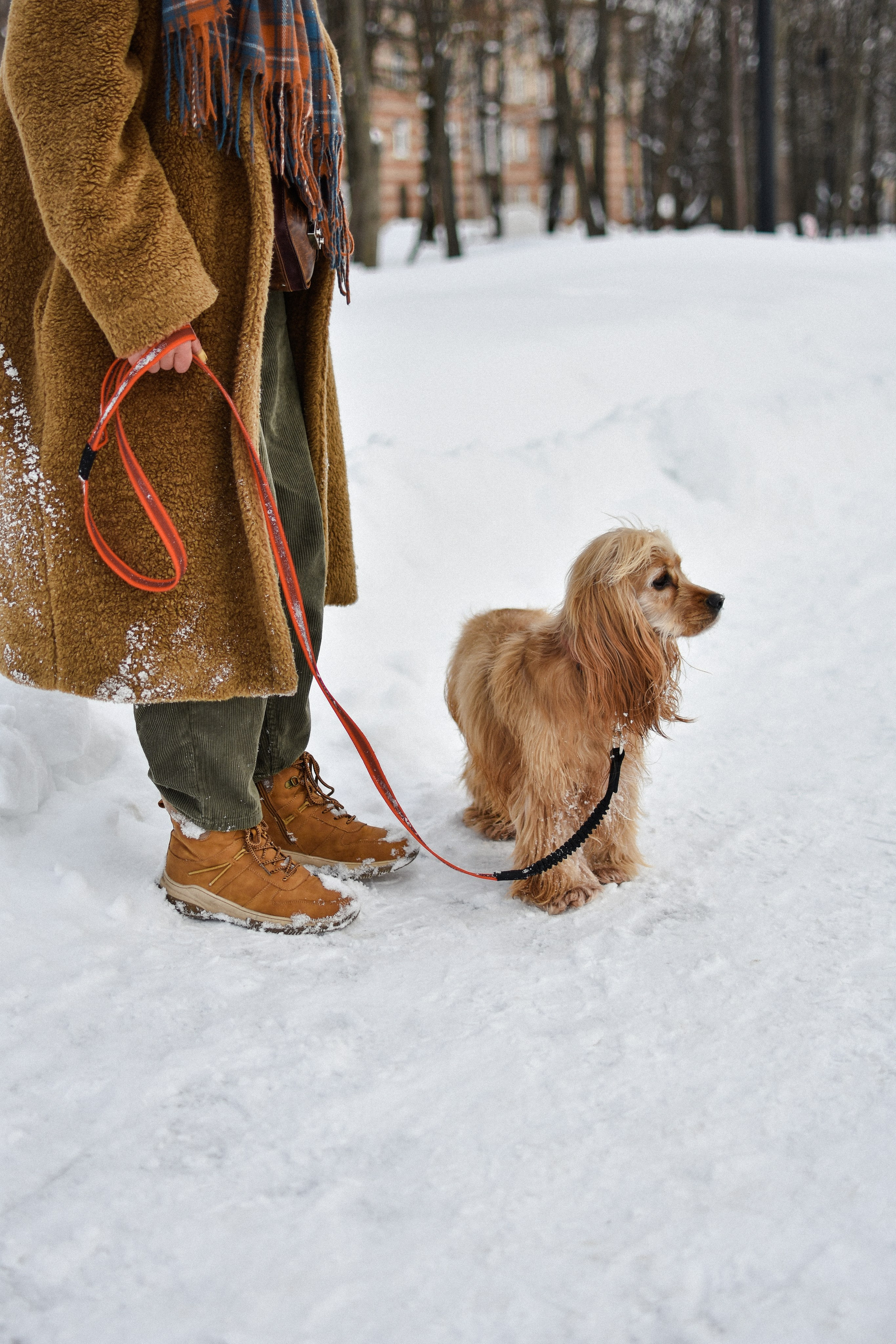 Мира и Даша. Фотограф-анималист Ксения Шевцова|Москва