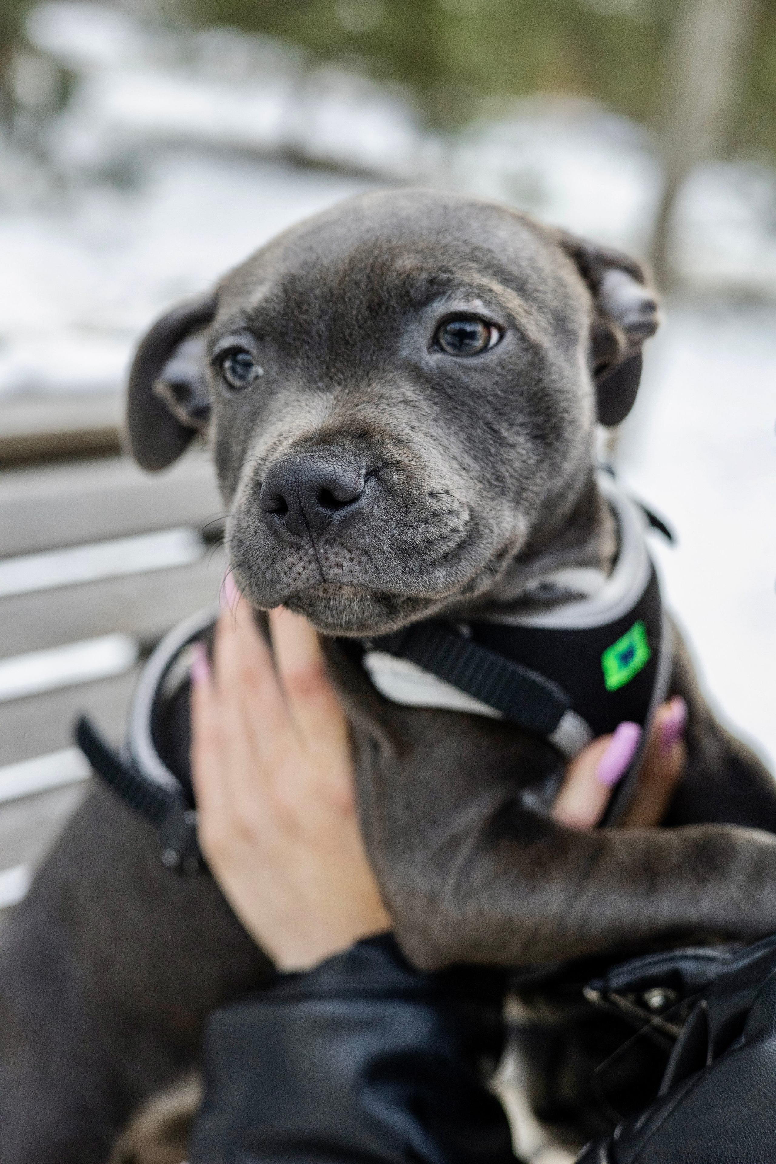 Дарси, Тимур и Юля. Фотограф-анималист Ксения Шевцова|Москва