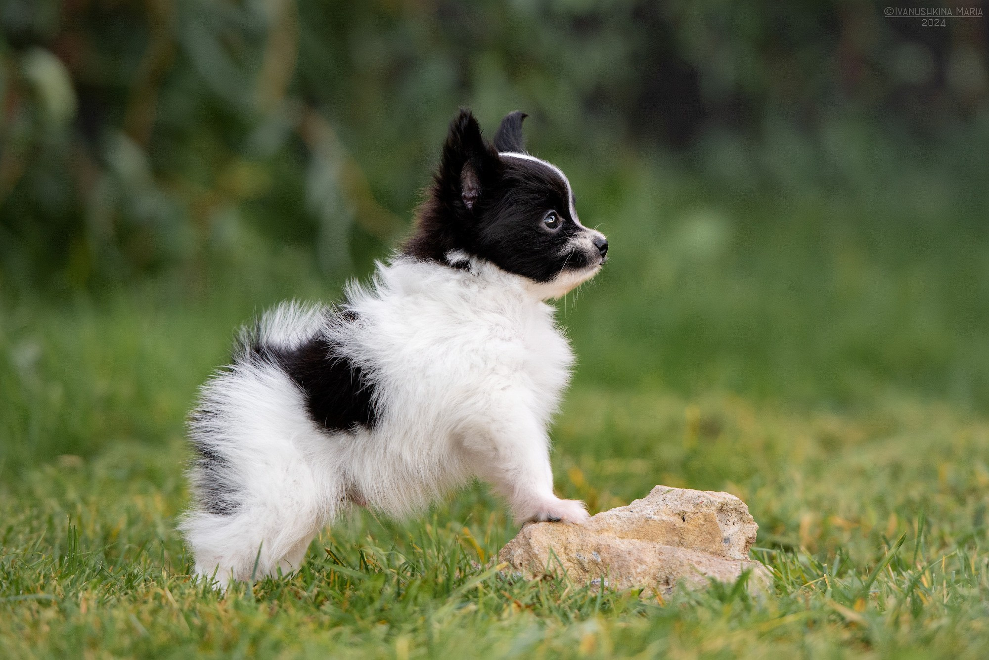 Фотосессия щенков на продажу. Фотограф собак в Москве и Московской области Иванушкина Мария
