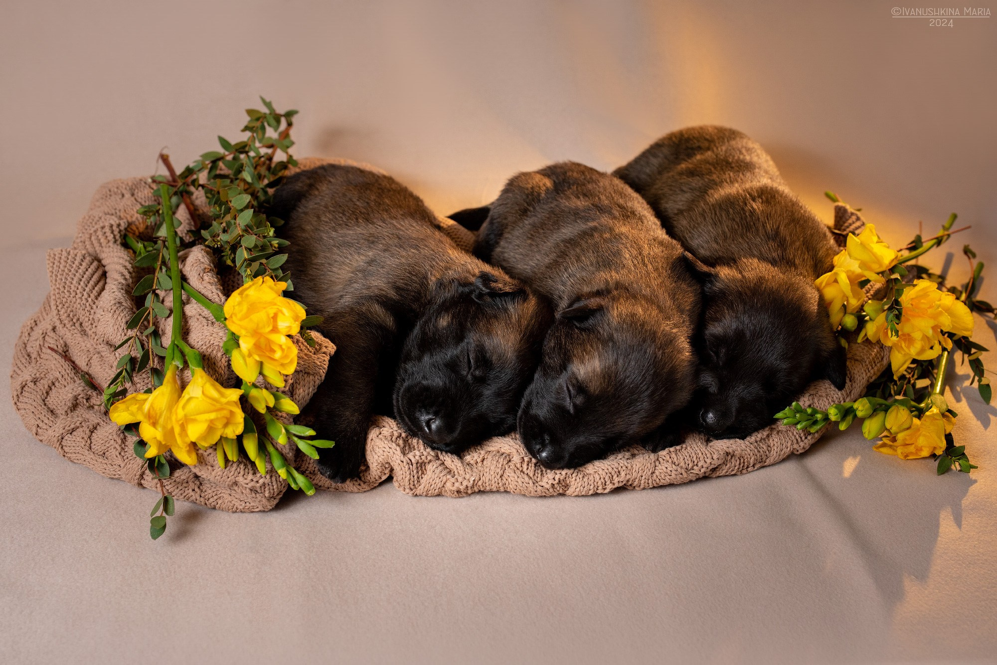 Ньюборн фотосессия щенков. Фотограф собак в Москве и Московской области Иванушкина Мария