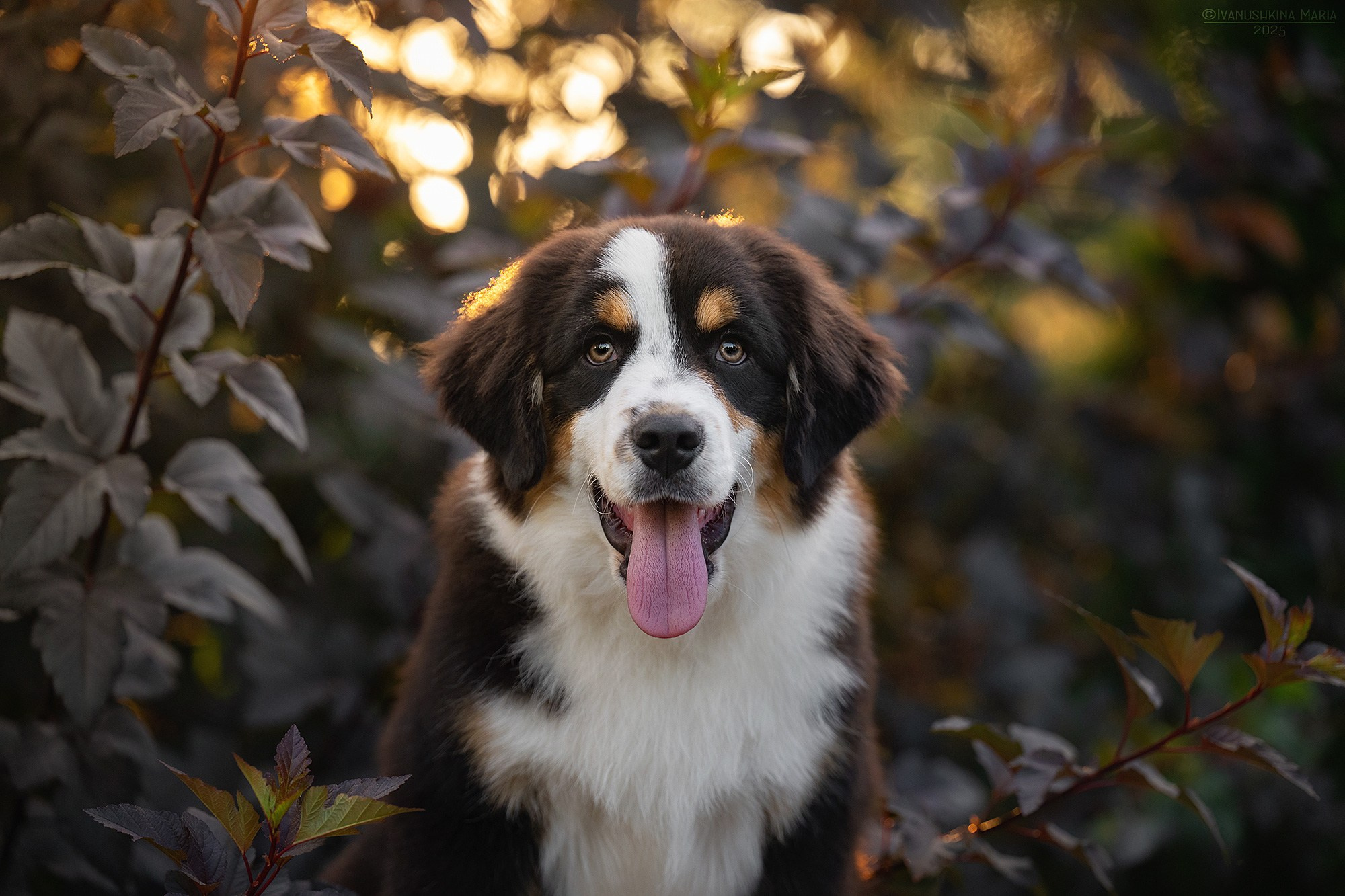 Фотосессия щенков на продажу. Фотограф собак в Москве и Московской области Иванушкина Мария