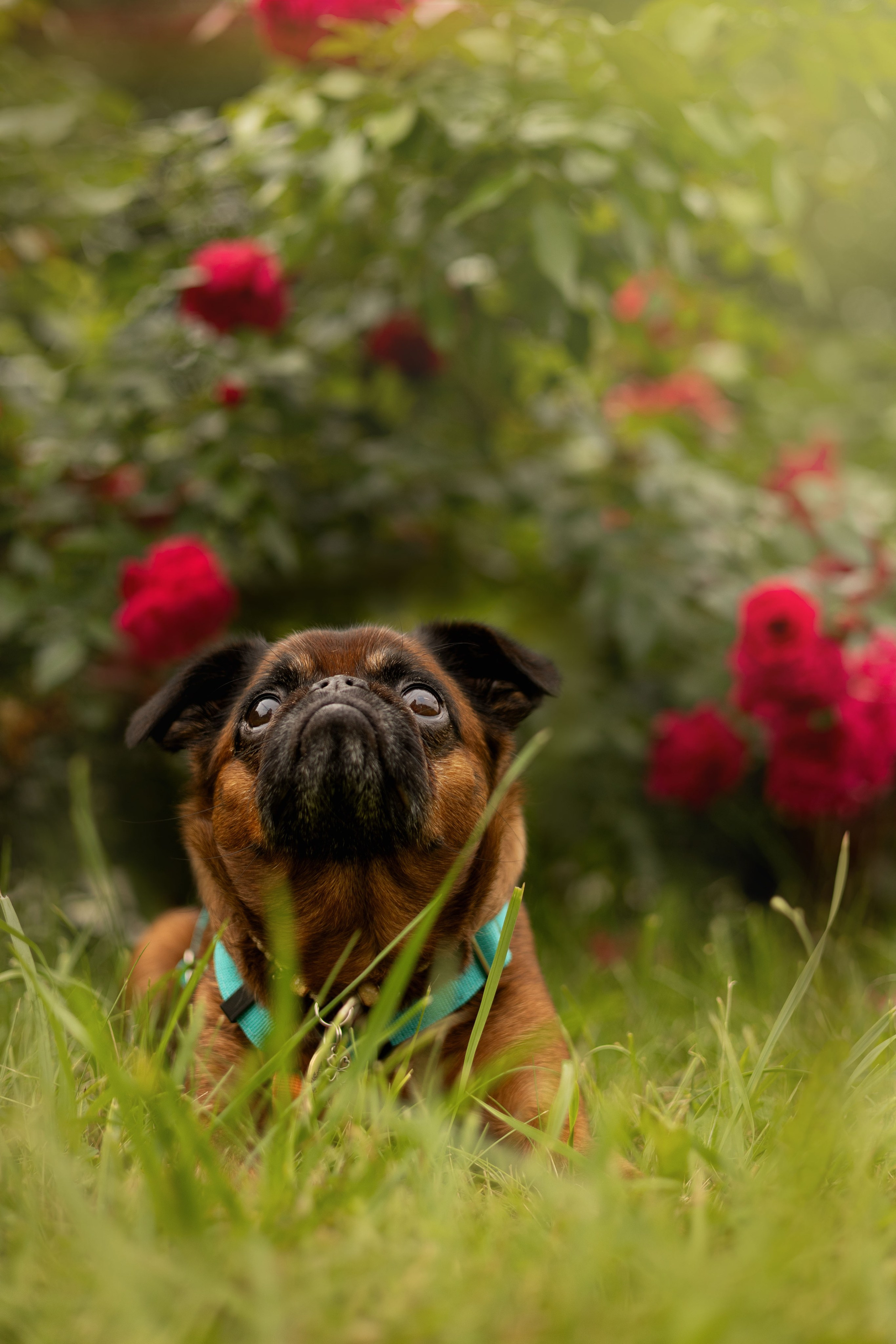Фотограф животных Евгения Верцинская