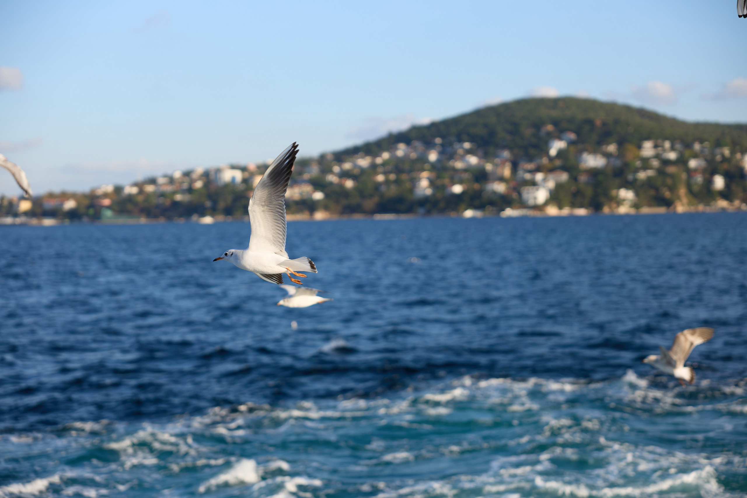 Стамбул 24. Фотограф Москва, Дима Пеллер