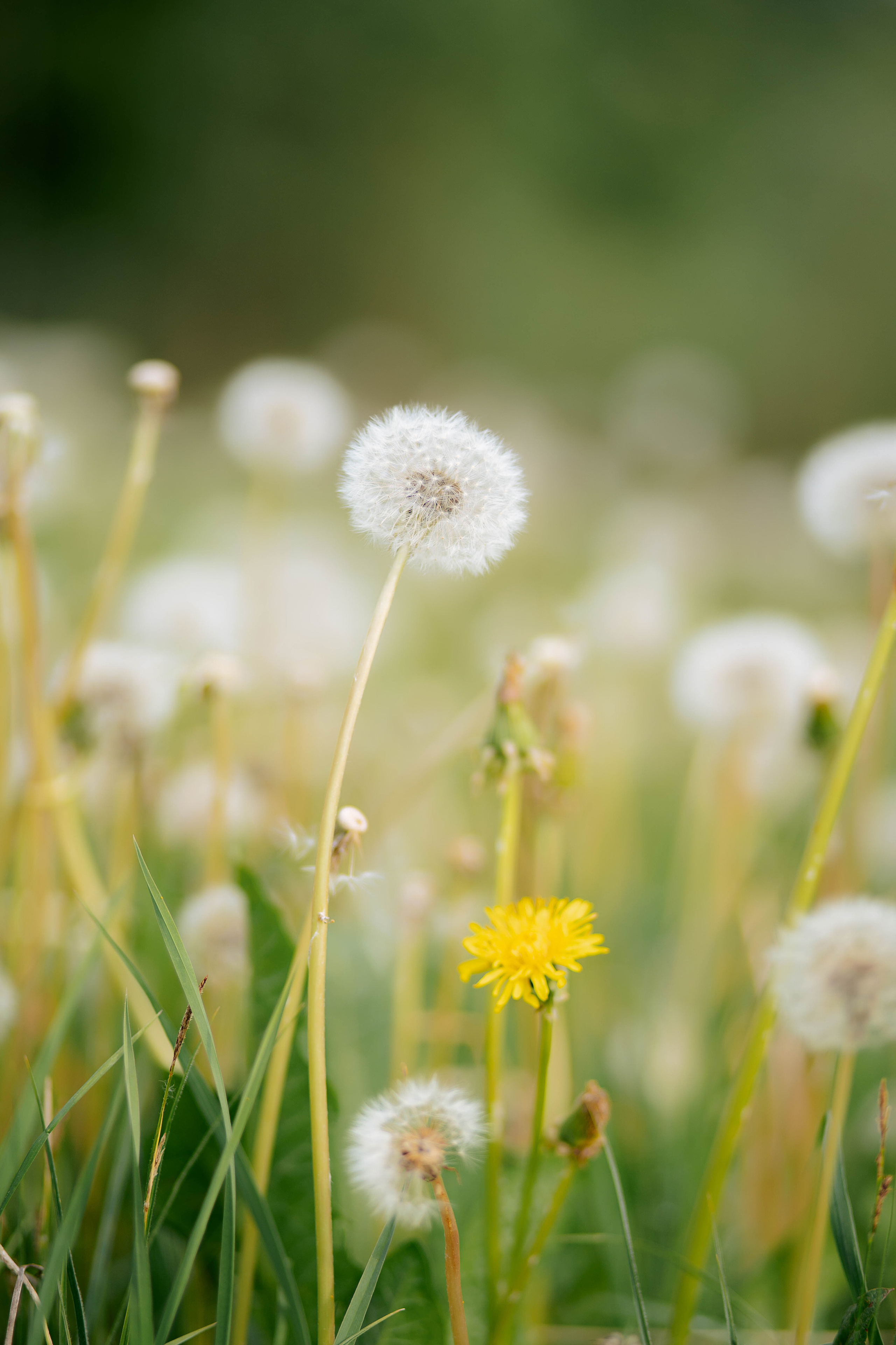 Одуванчики. Фотограф Казакова Анастасия