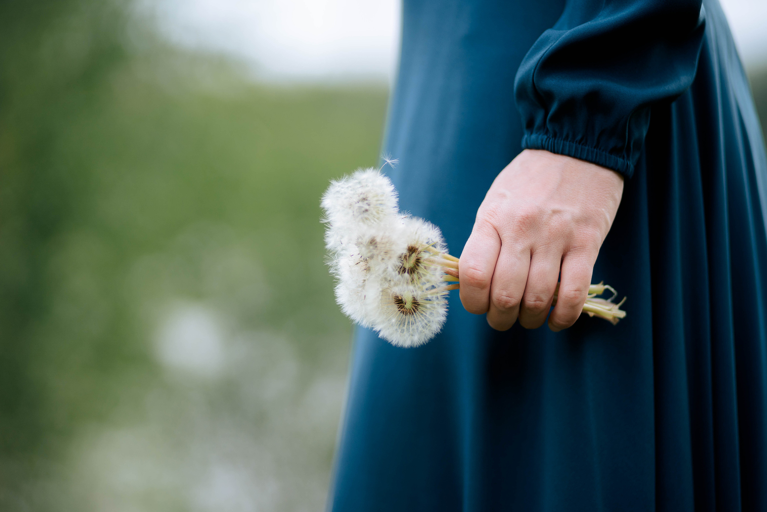 Одуванчики. Фотограф Казакова Анастасия