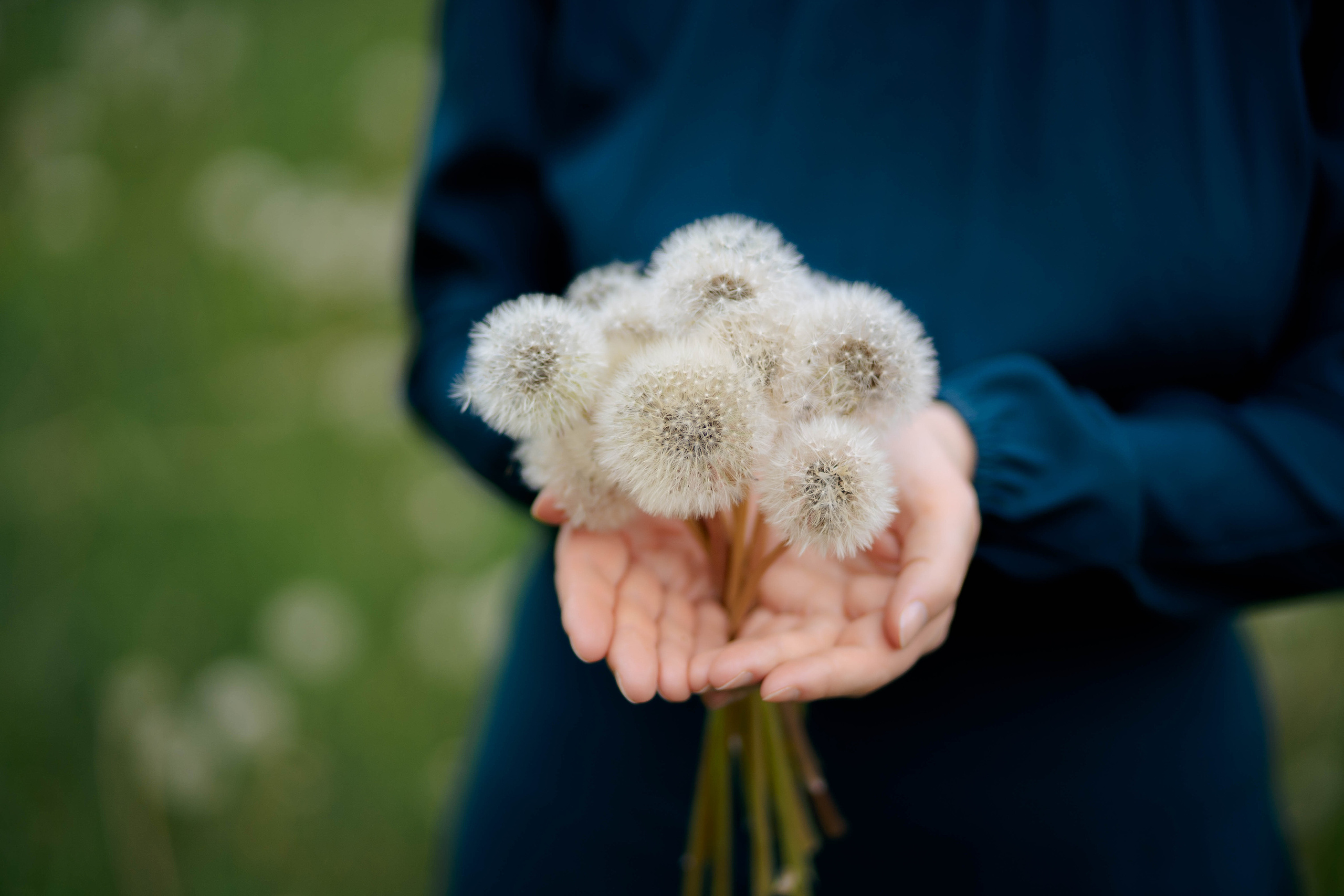 Одуванчики. Фотограф Казакова Анастасия