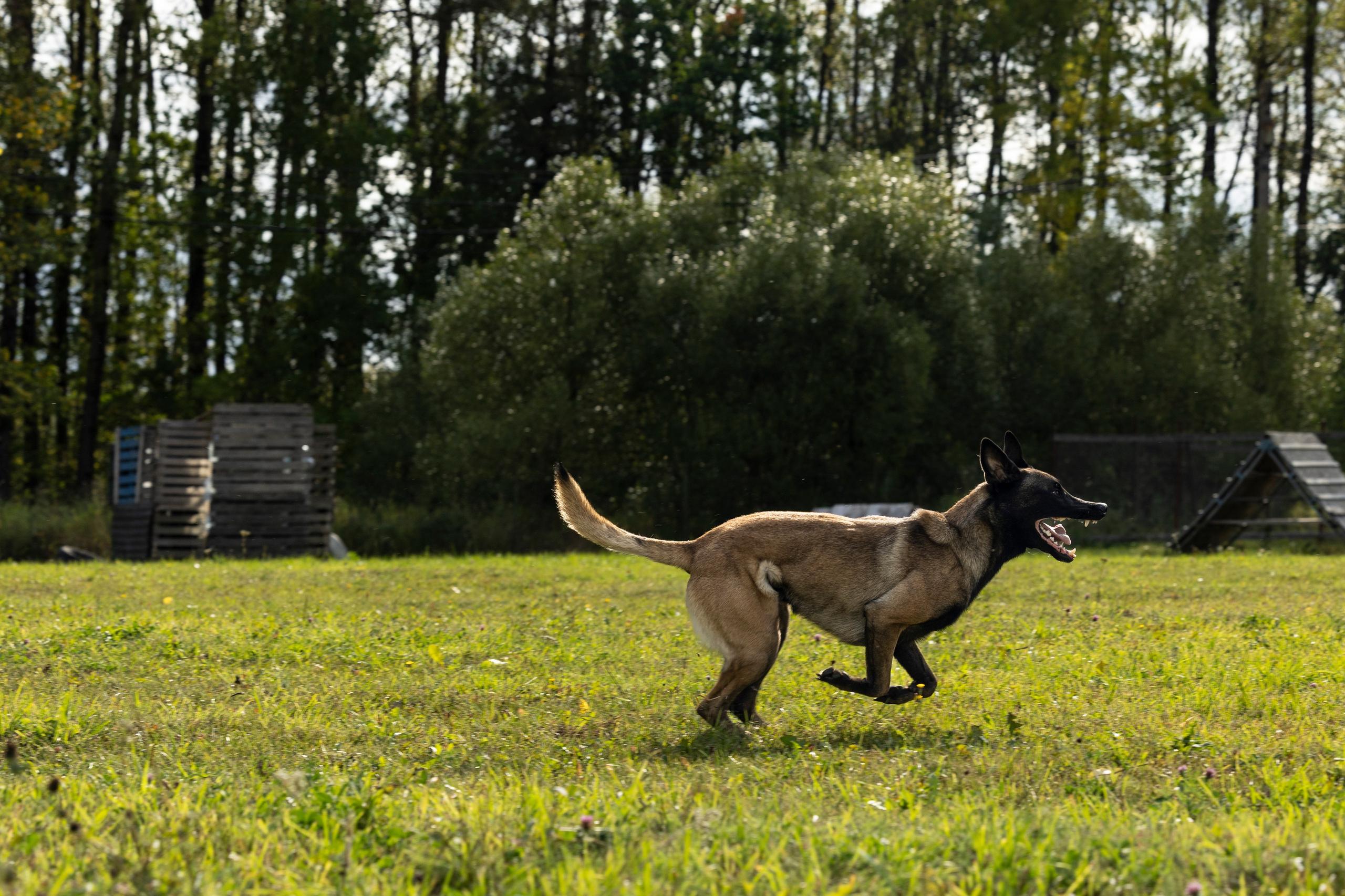 Испытания по Мондьорингу г. Пушкин. Фотограф-анималист Анна Маринич