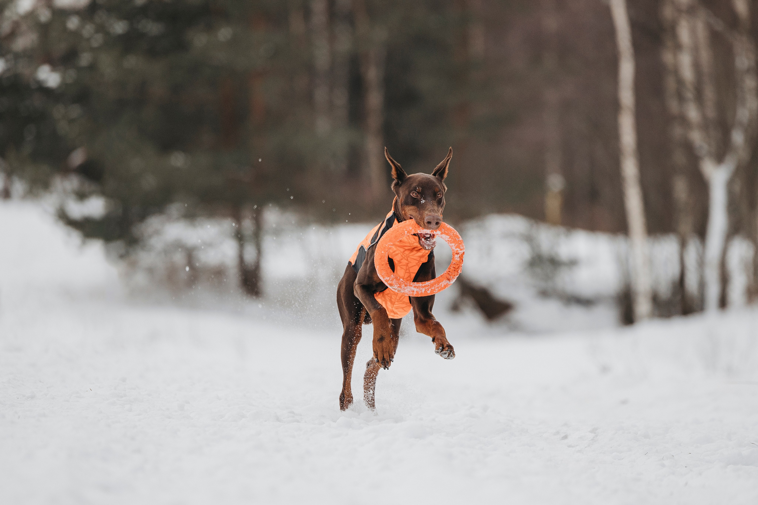 Даша, Омен, Айс и Рицу. Фотограф-анималист Анна Маринич