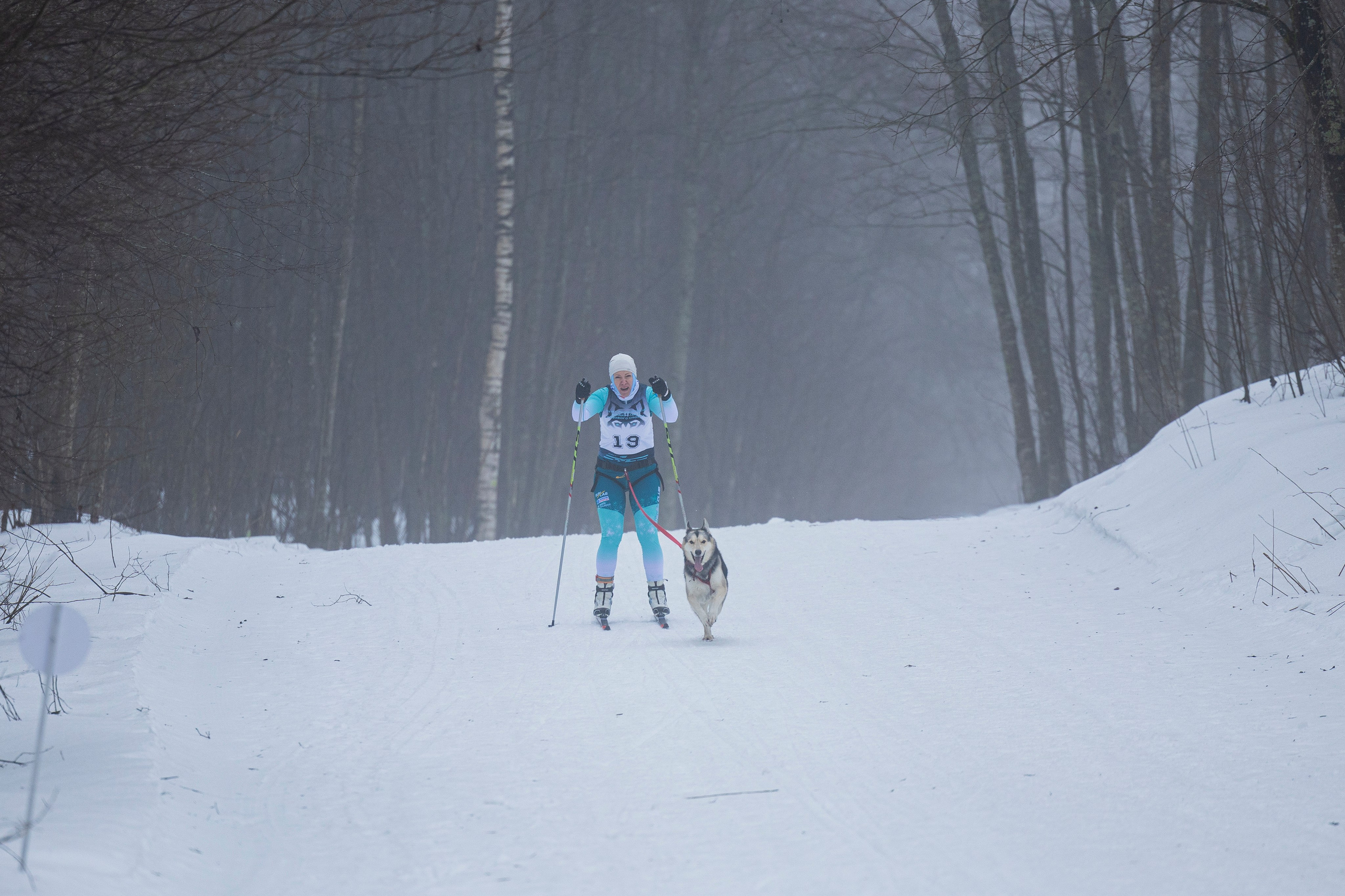 Зимний Чемпионат Санкт-Петербурга по ездовому спорту. Фотограф-анималист Анна Маринич